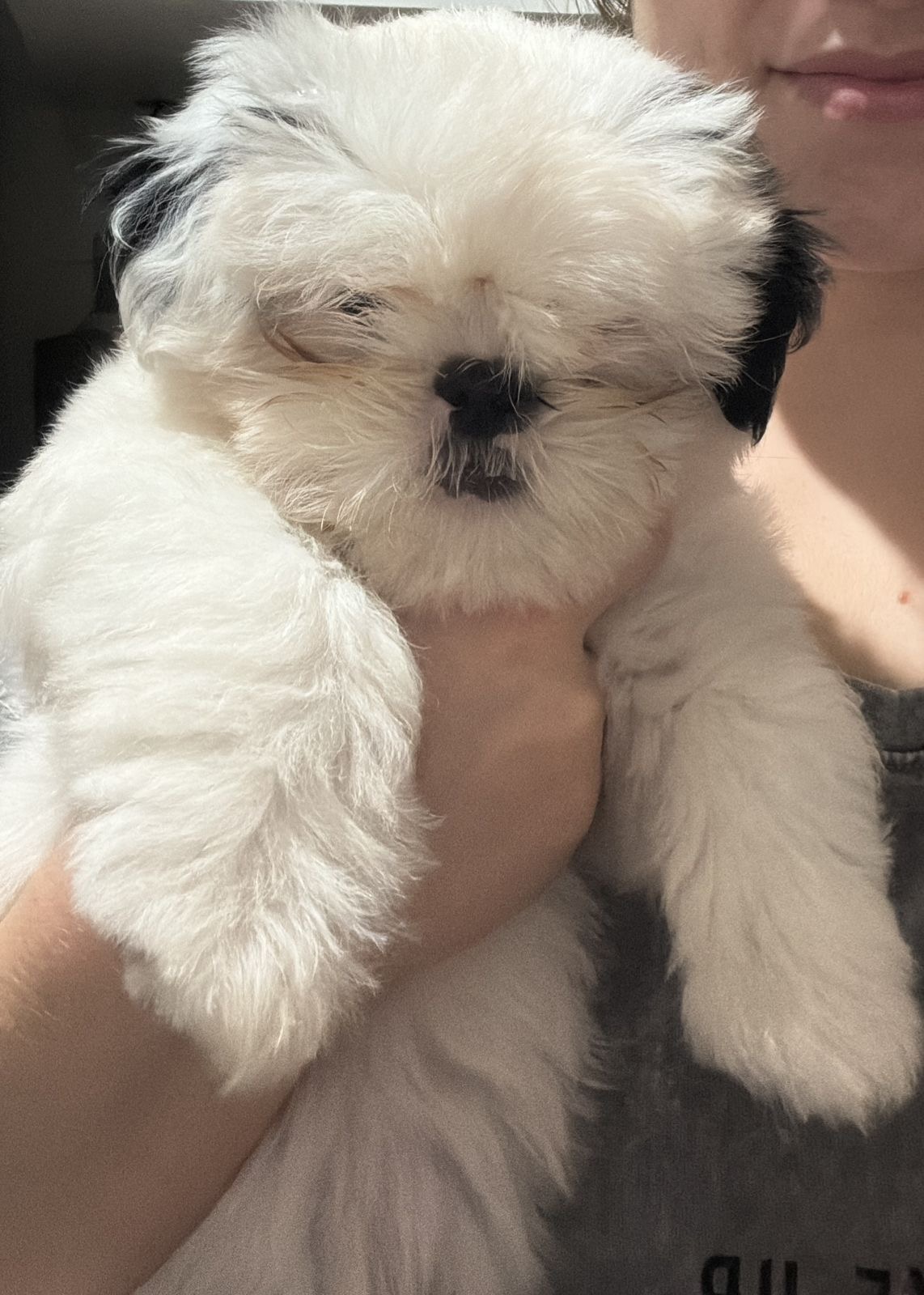 Portal Vendocão Shih Tzu Criciúma