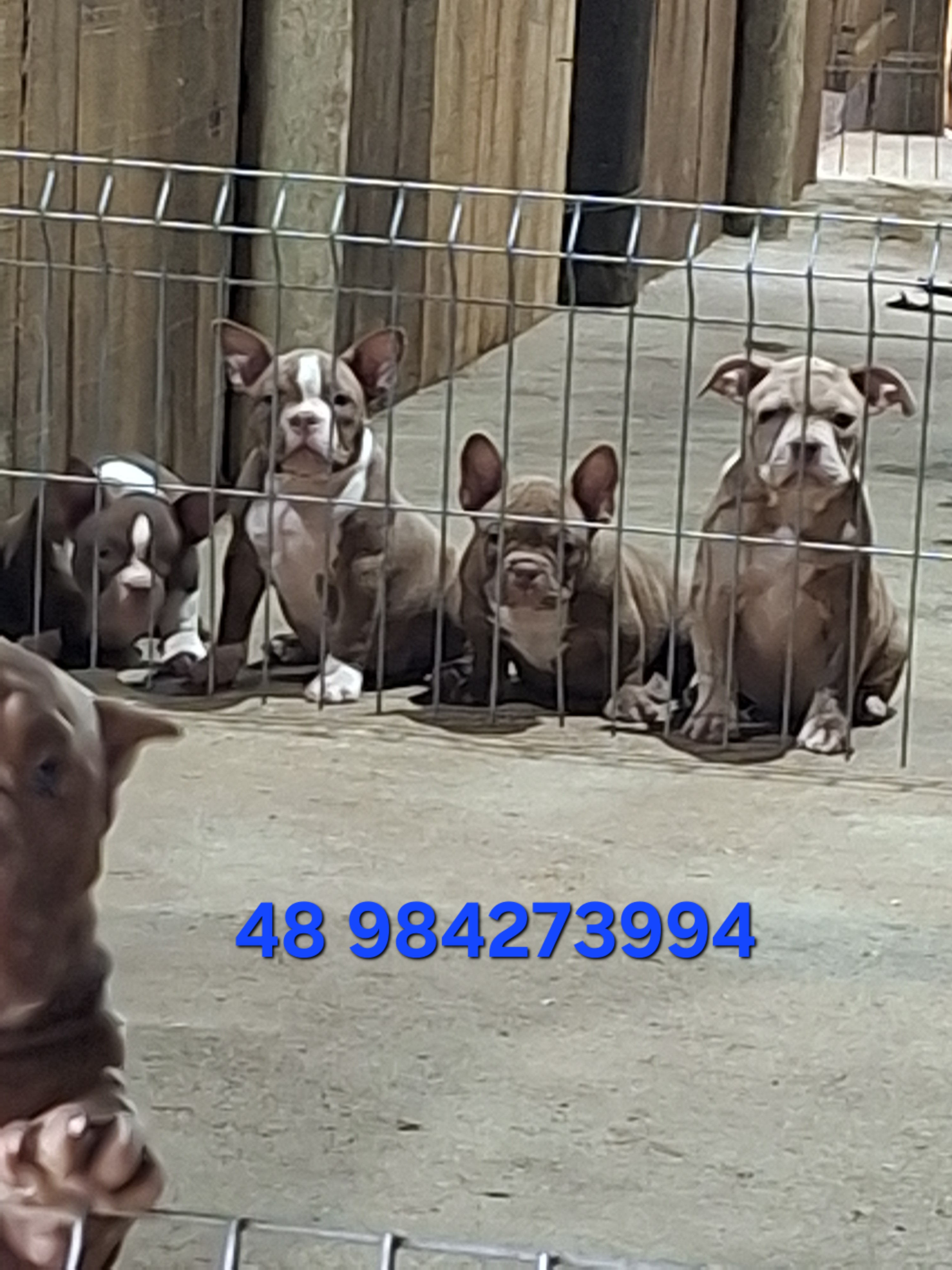Filhotes de American Bully e Exotic Bully Micros  - Foto 3