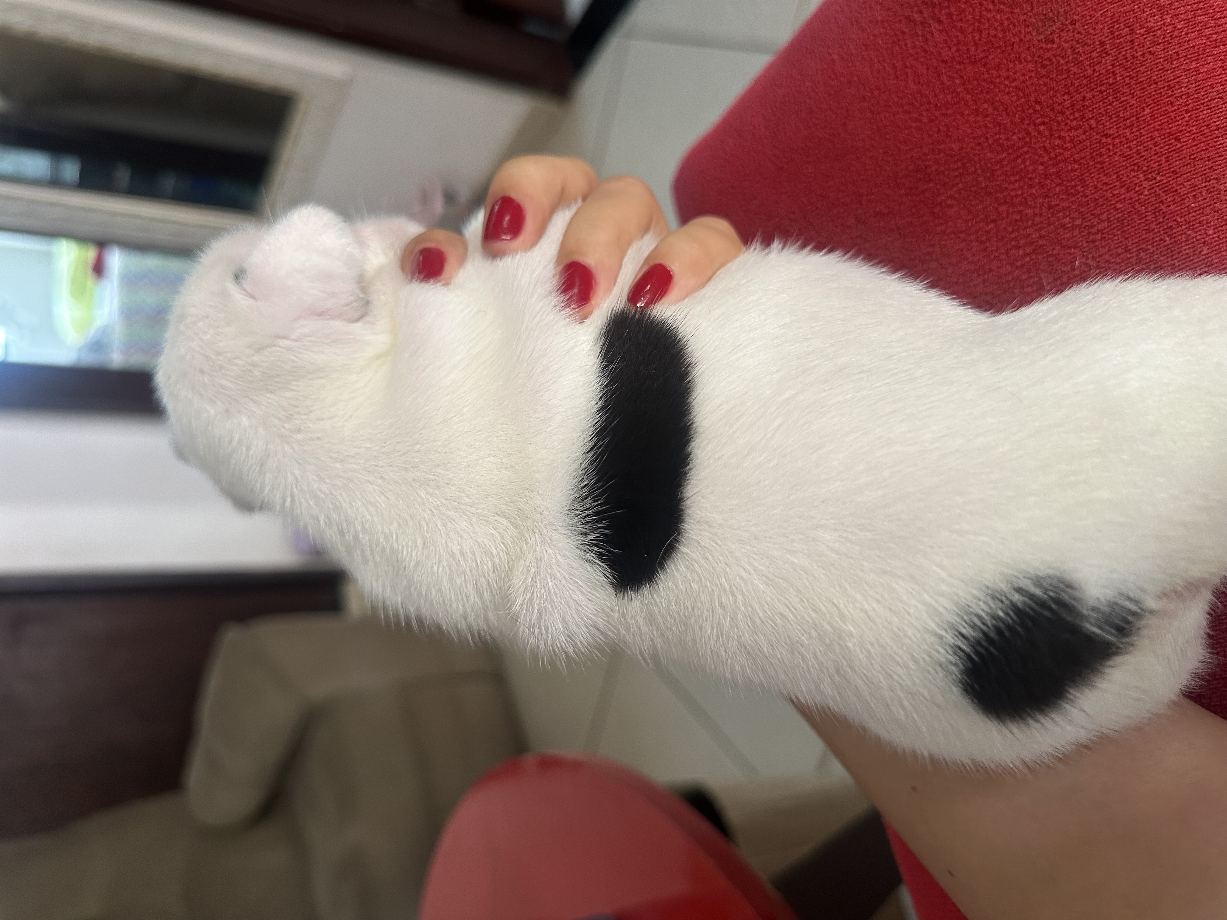 Vendo buldogue francês  - Foto 4
