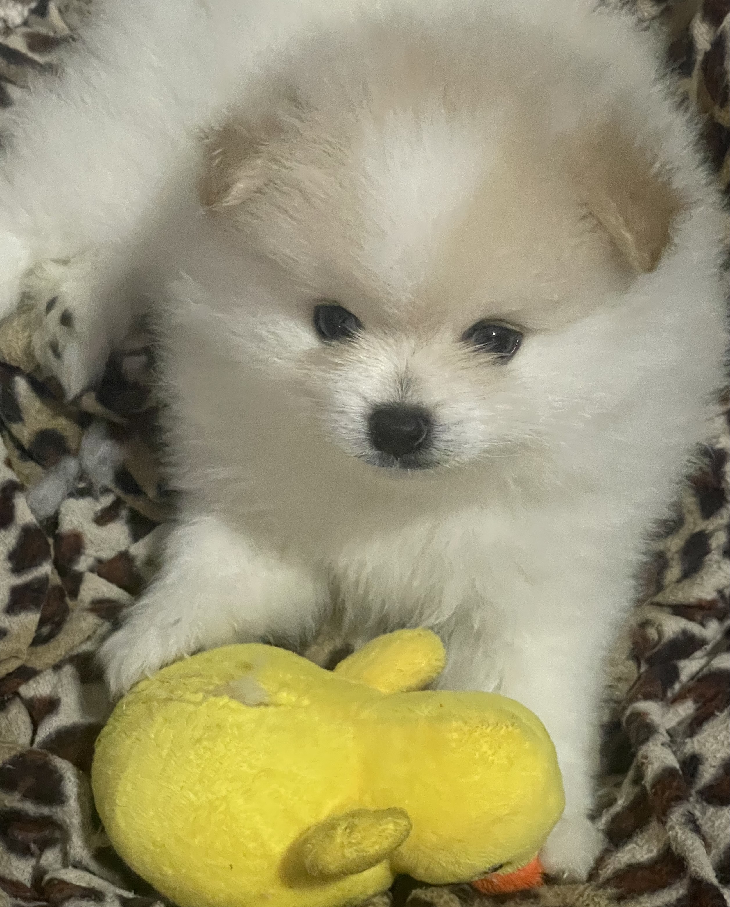 Portal Vendocão Venda Jaboatão dos Guararapes