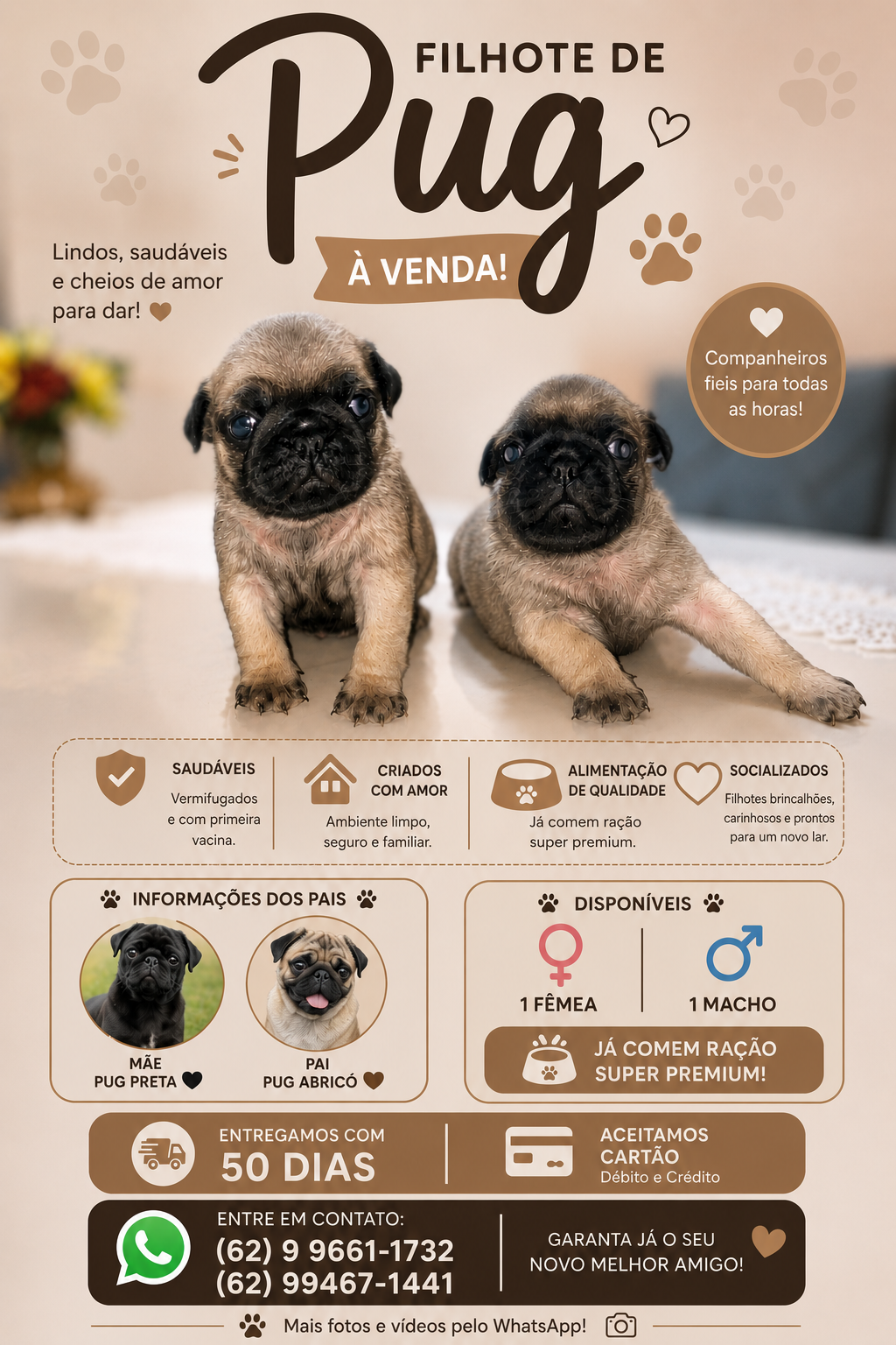 Vendo Casal Pug - Foto 1