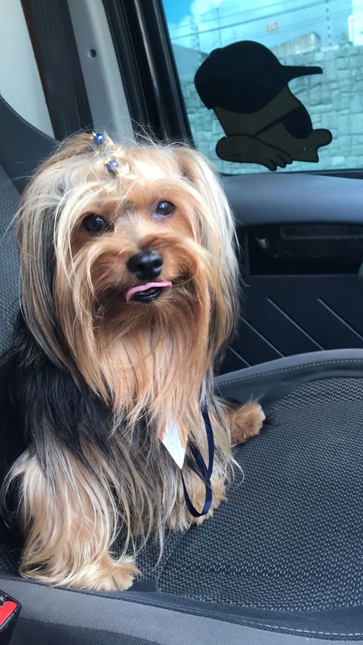 Portal Vendocão Filhote de yorkshire terrier  Campina Grande 