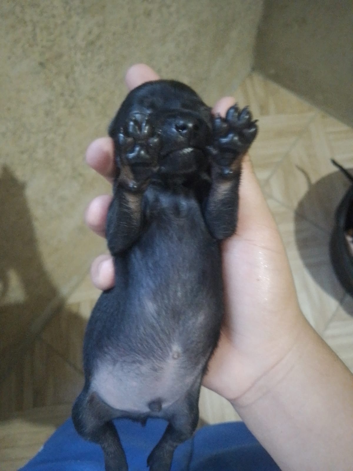 Portal Vendocão Pinscher Número1  Jaboatão dos Guararapes