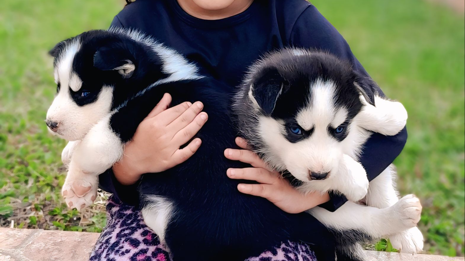 Portal Vendocão Filhote de husky siberiano  Araucária