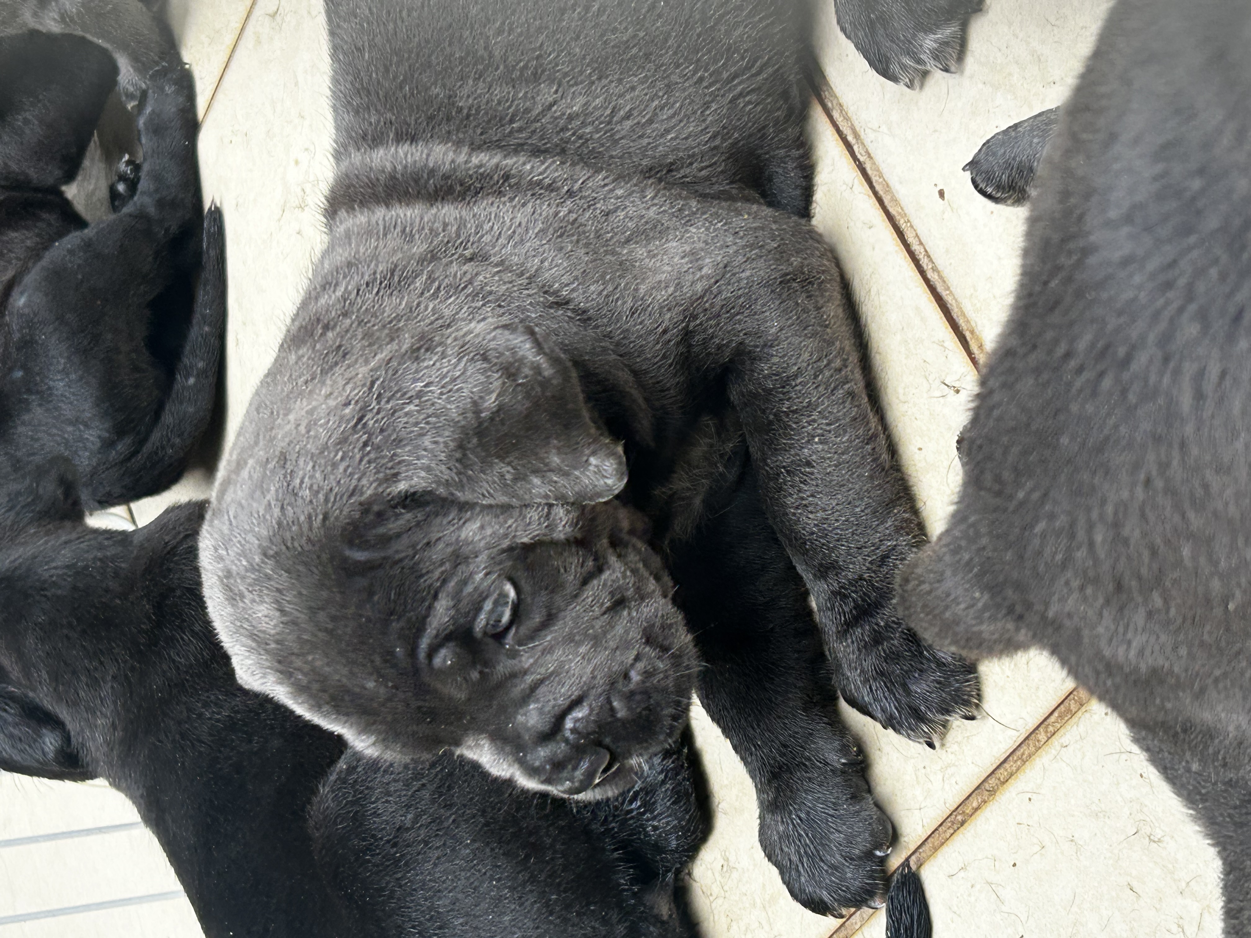 Lindos e fortes filhotes de Cane Corso Italiano à venda - Foto 5