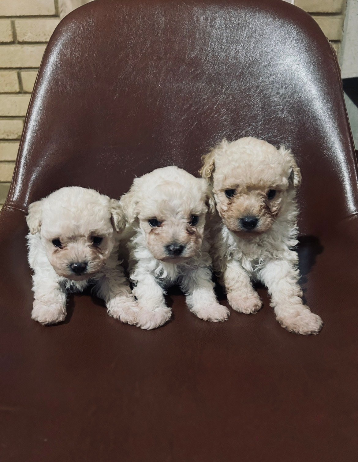 LINDOS MACHINHOS DE POODLE MICRO TOY À VENDA!
