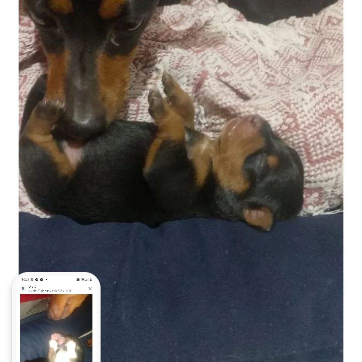 Vende-se  lindos filhotes de Pinscher tamanho 01
