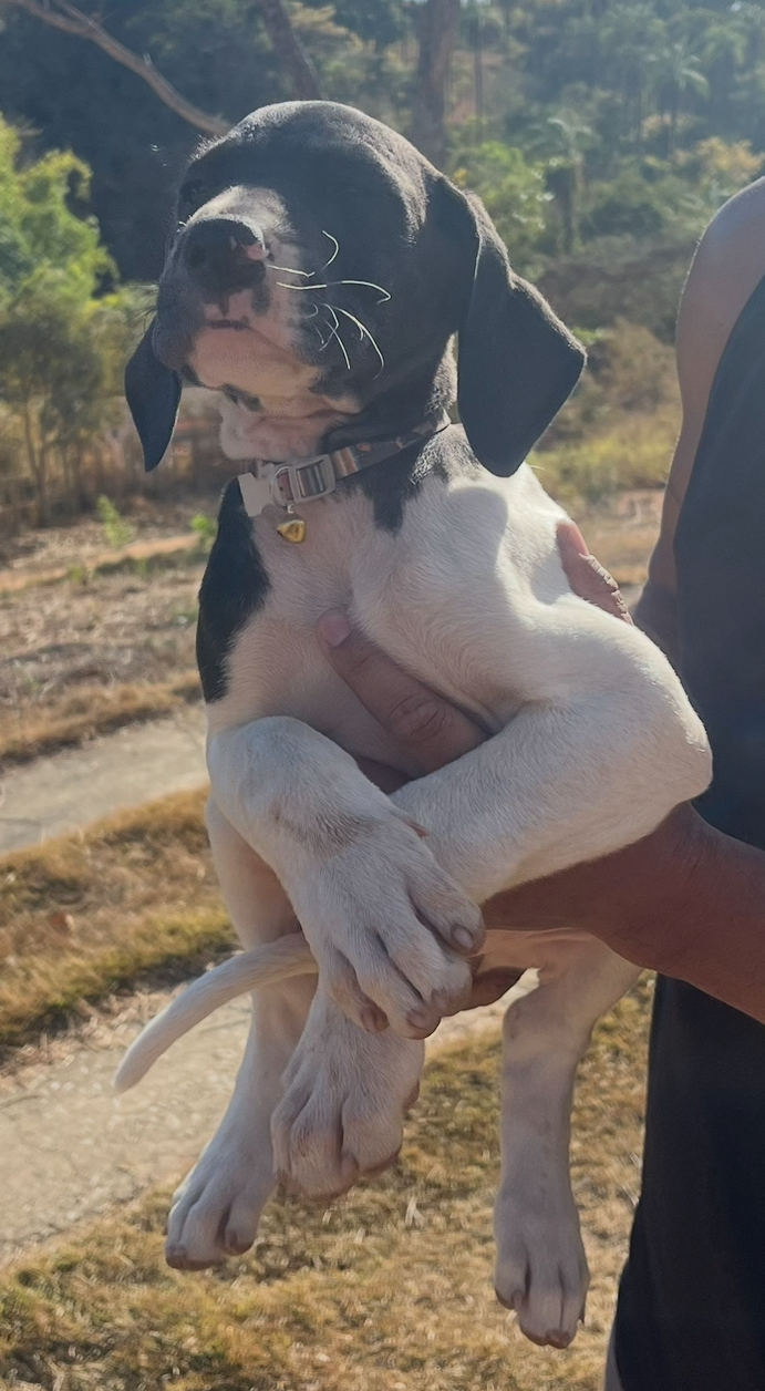 Portal Vendocão Filhote de Dogue Alemão  Jaboticatubas 