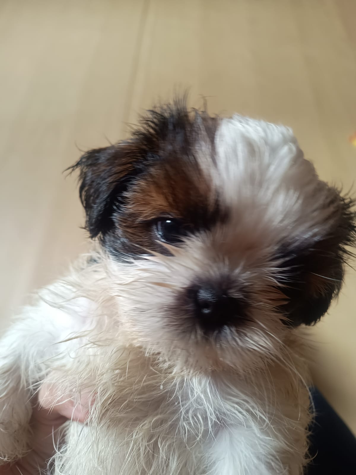  vendo Fêmeas Shih tzu - Foto 5