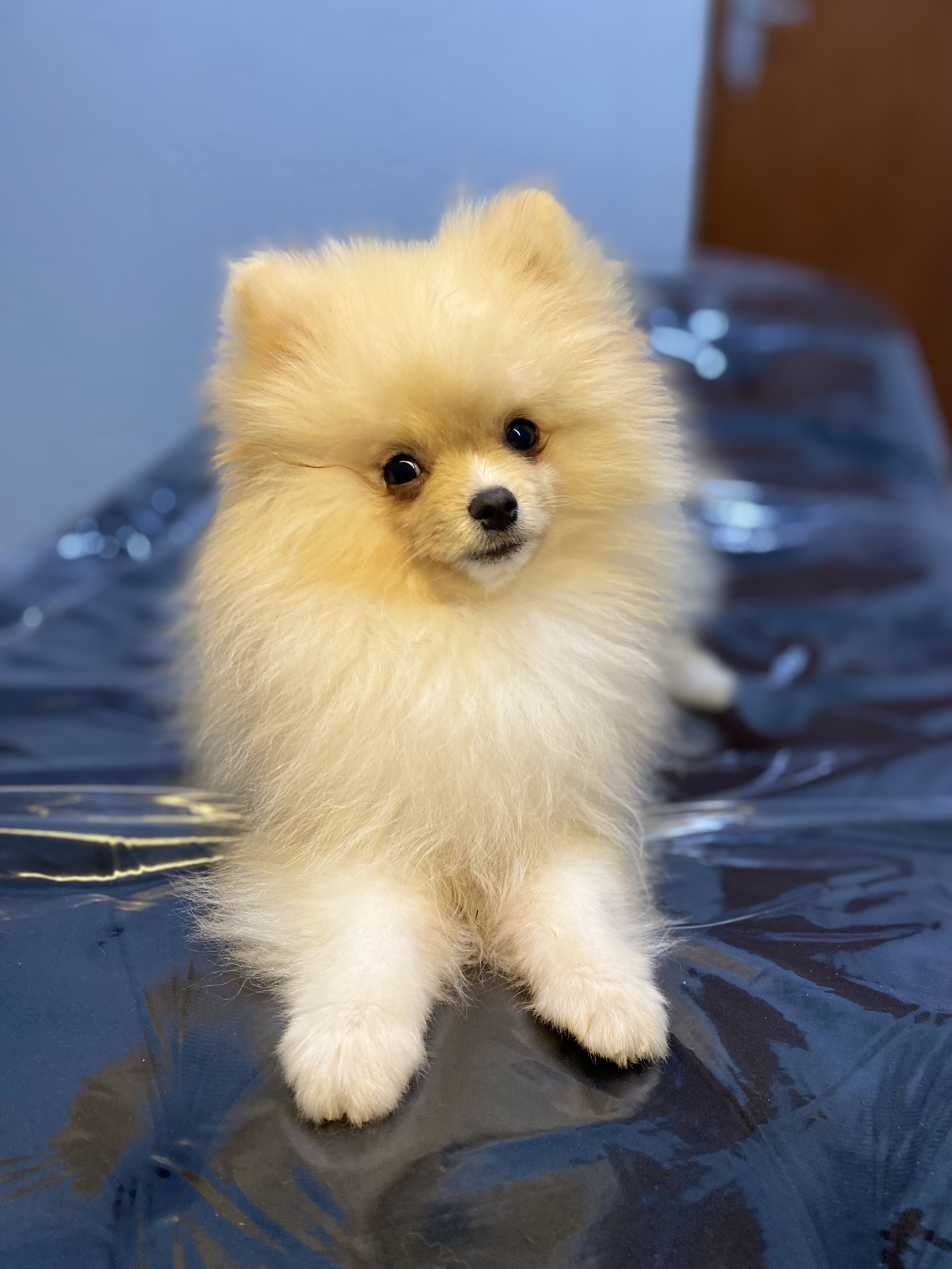 SPITZ ALEMÃO/LULU DA POMERANIA