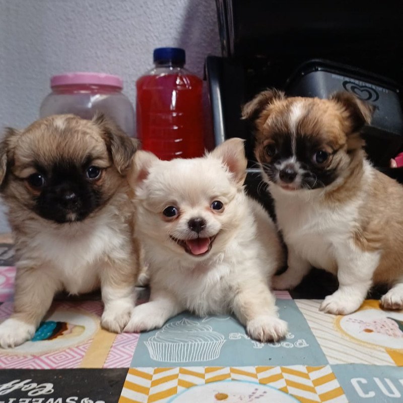 Lindos Filhotes de Chihuahua - Foto 1