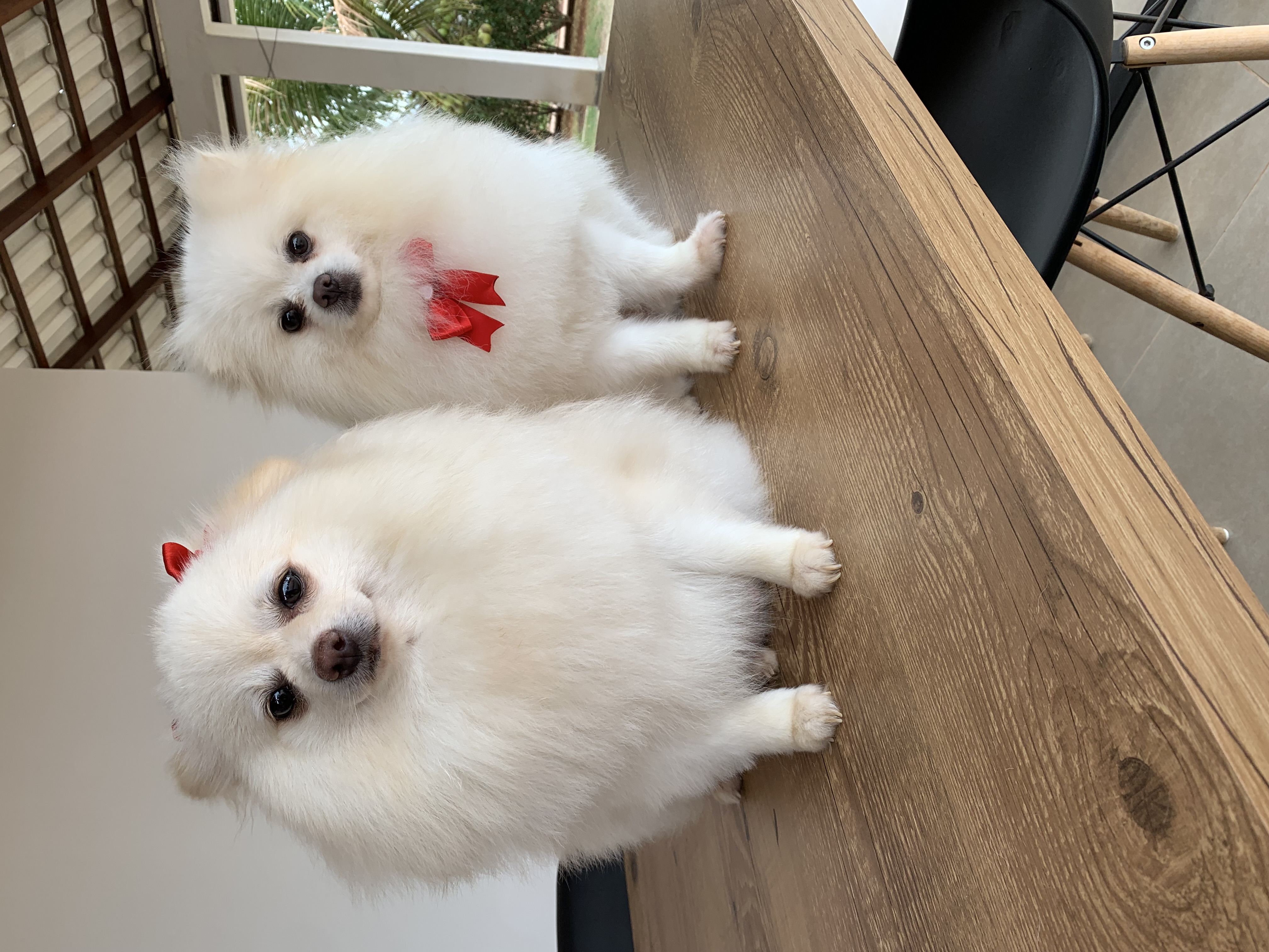 Portal Vendocão Filhotes Spitz Alemão Lulu da Pomerania  Belo Horizonte 