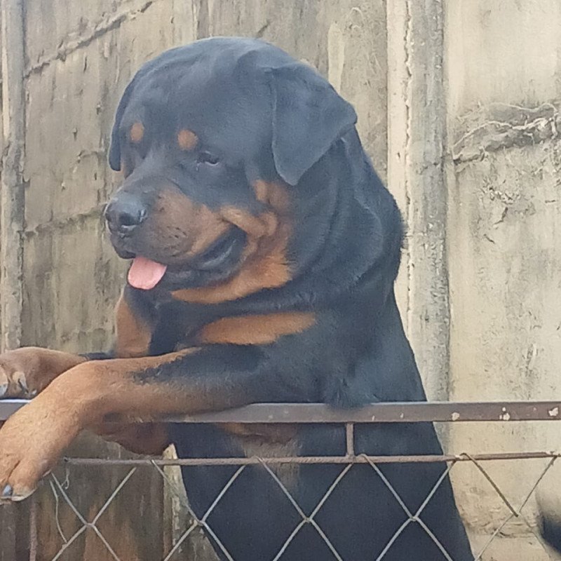 Vende se filhotes de rottweiler