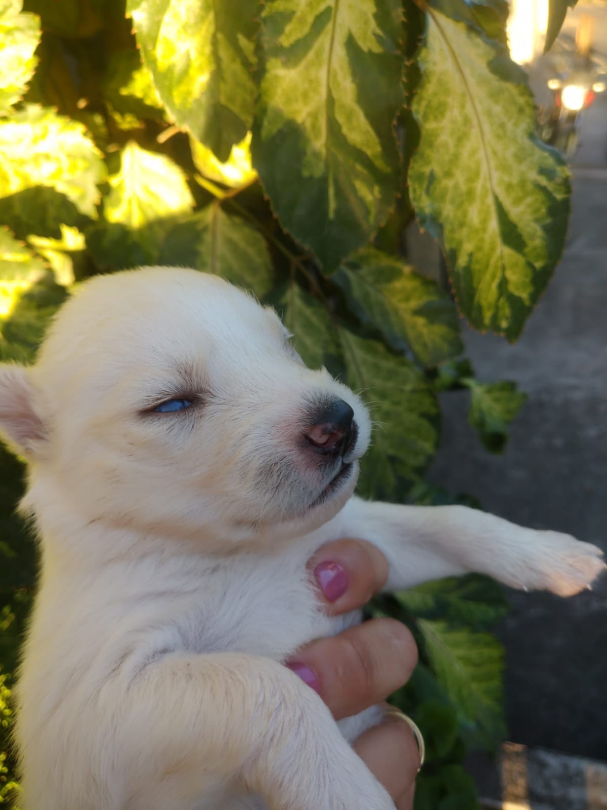 filhotes de Husky Siberiano Caeté