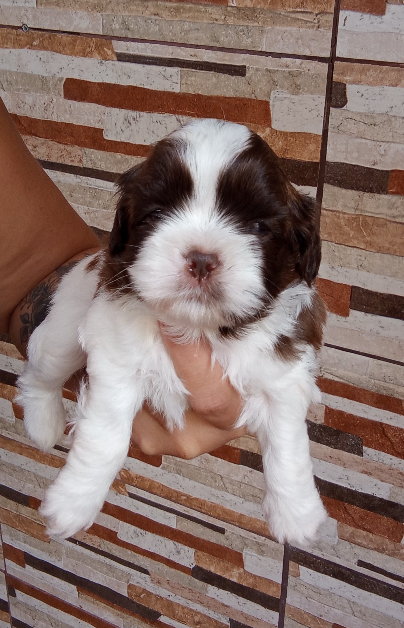Portal Vendocão Vendo filhotes de Shihtzu  Belford Roxo