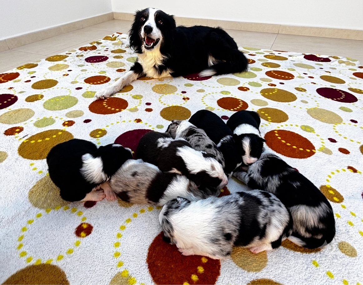 Border collie  - Foto 2