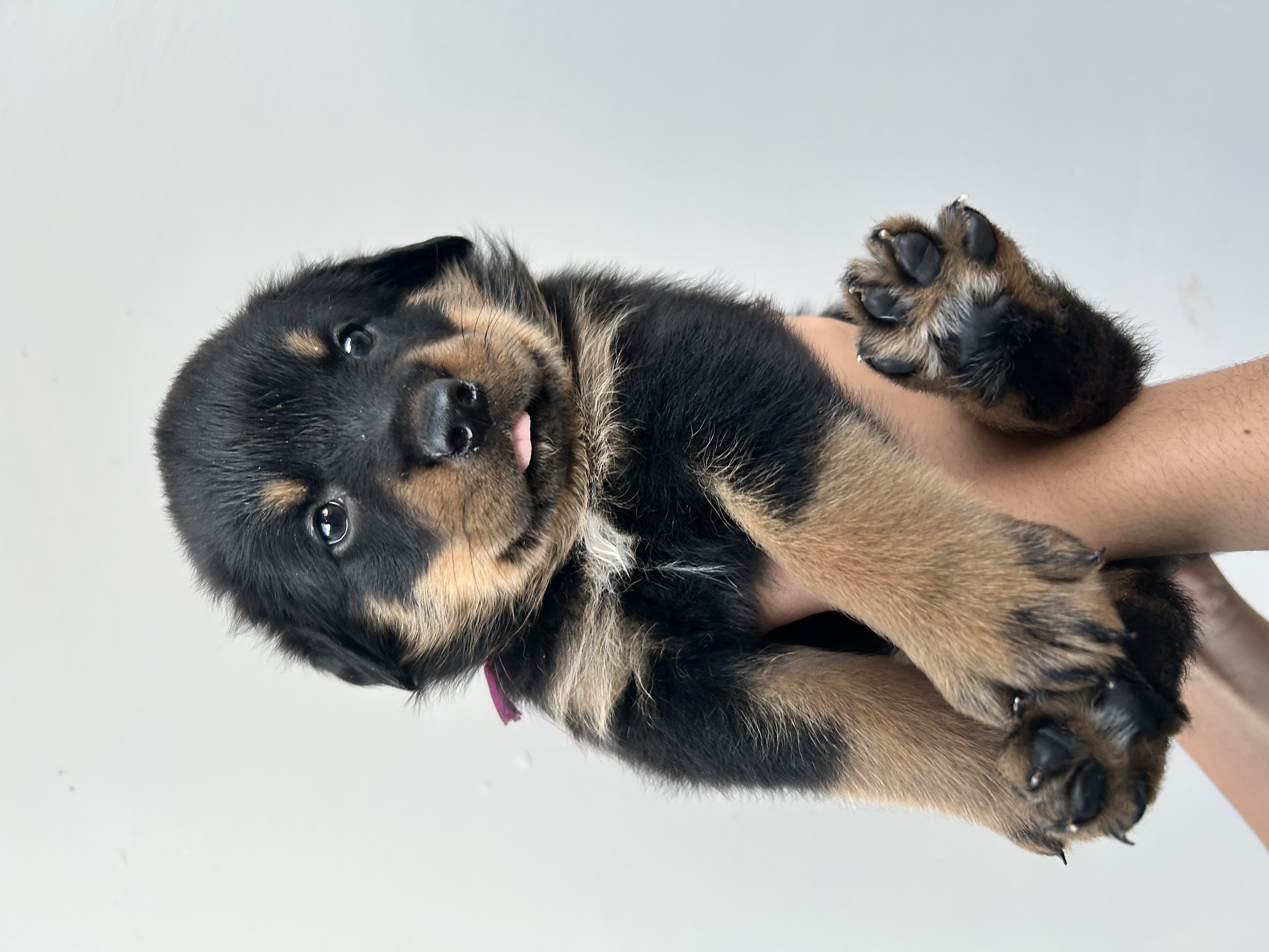 Portal Vendocão Vendo filhotes de Rottweiler  Foz do Iguaçu 