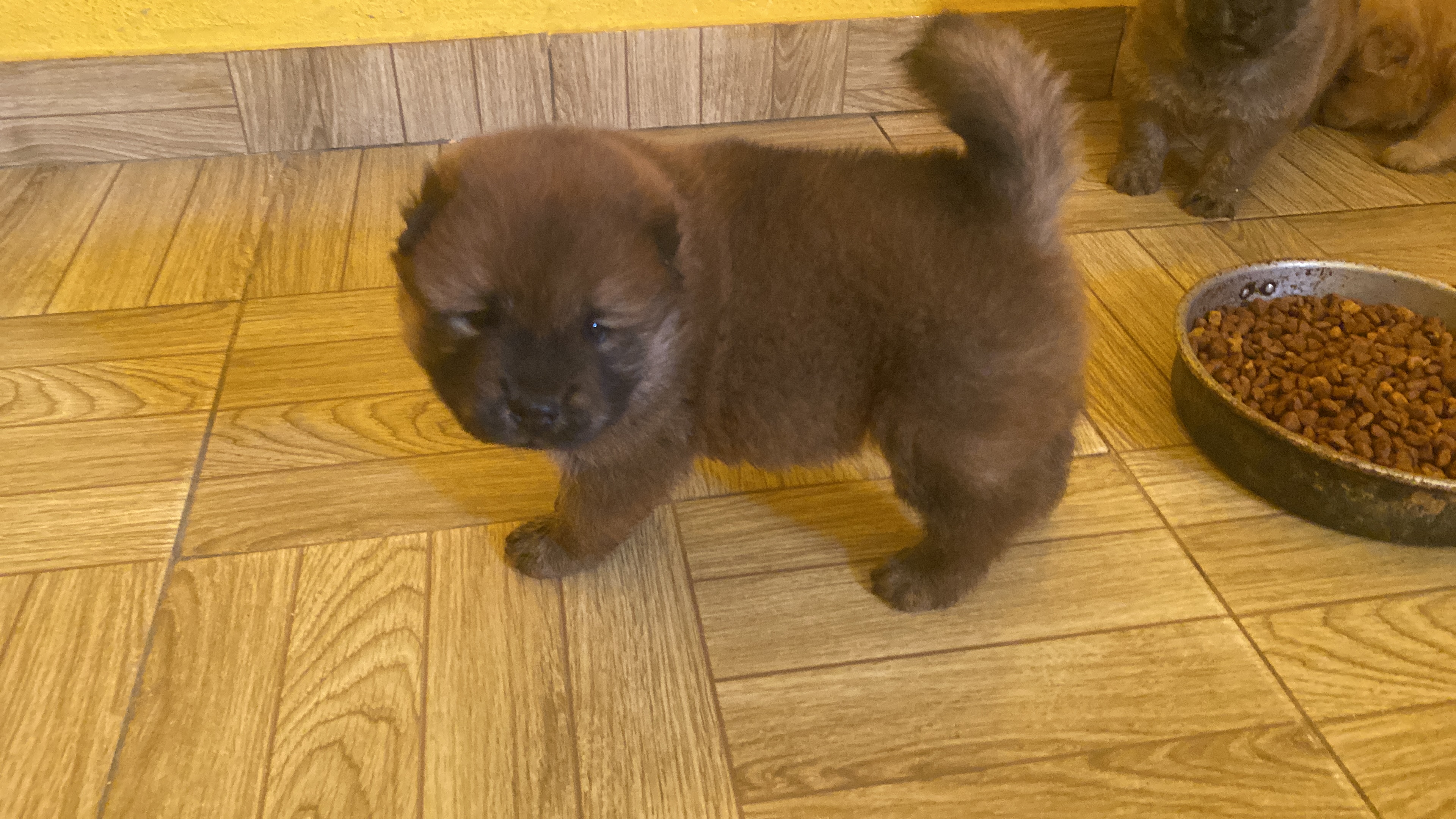 Portal Vendocão Chow chow filhote Porto velho