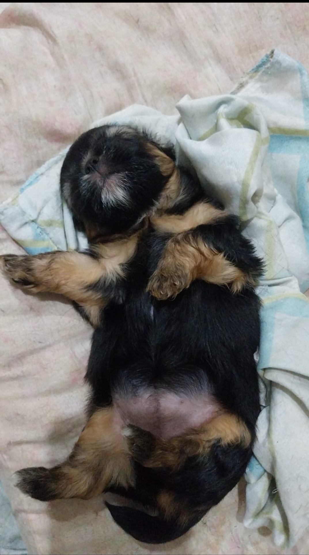 Portal Vendocão Filhotes Shitzu  Volta Redonda 