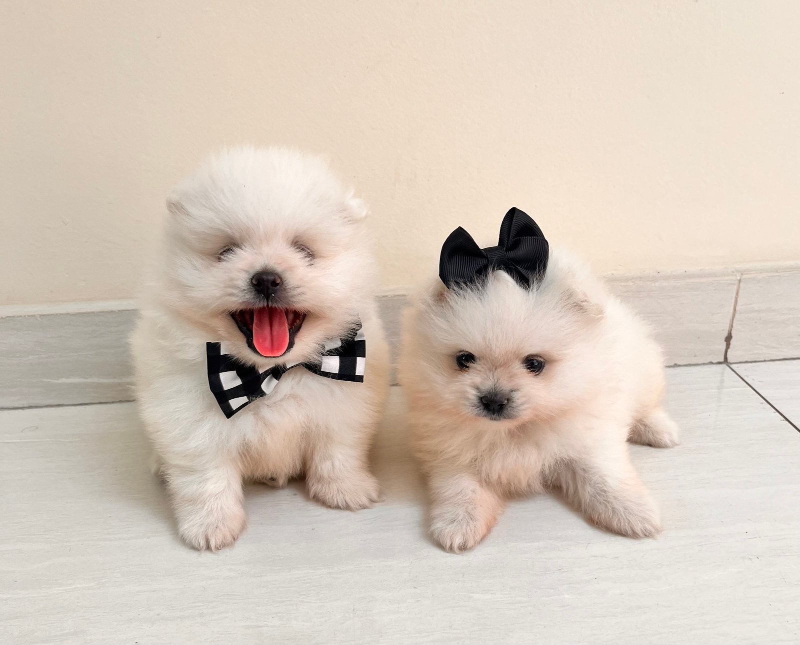 Filhote Lulu da Pomerania - Foto 1