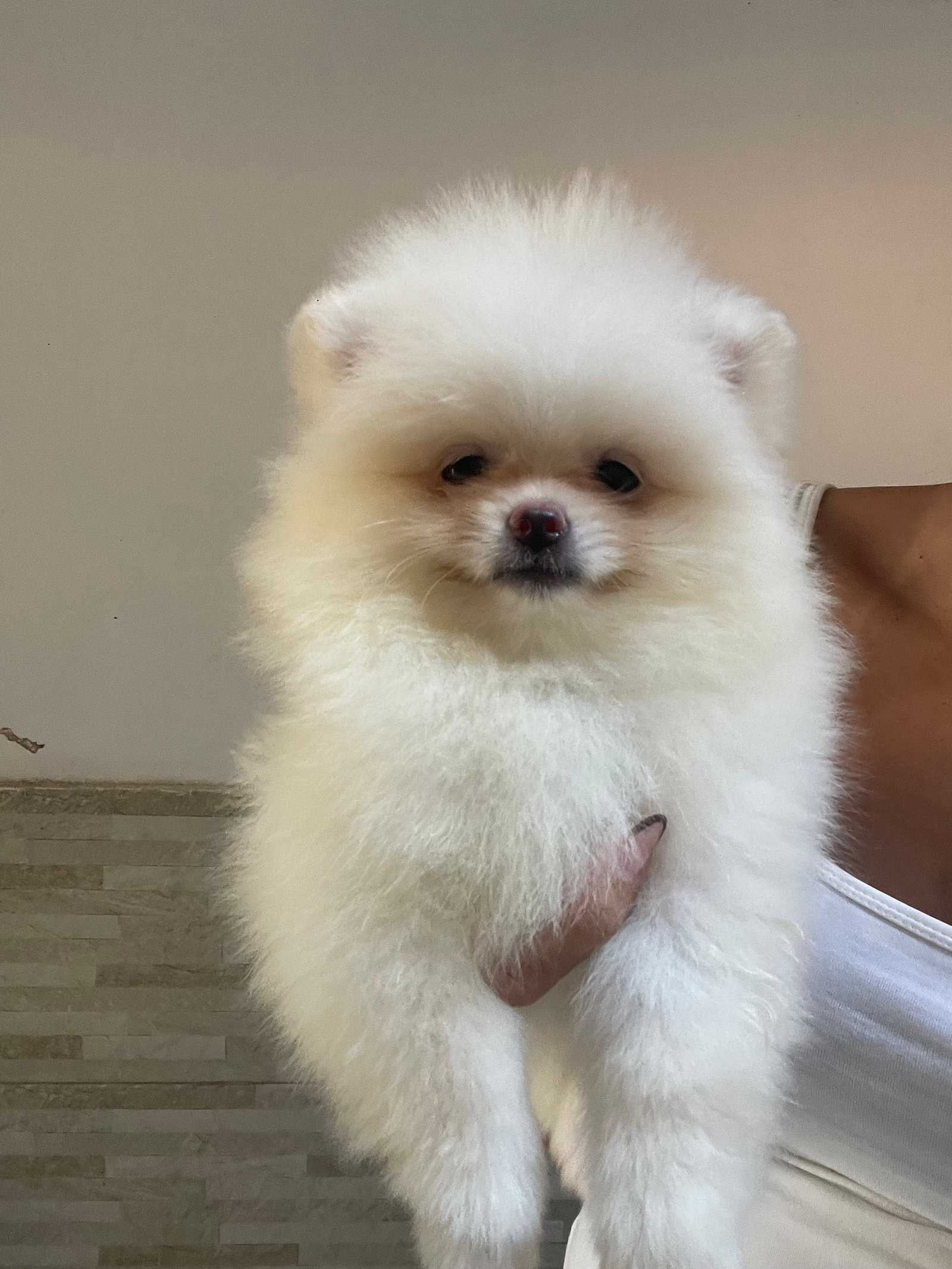Venda cachorro