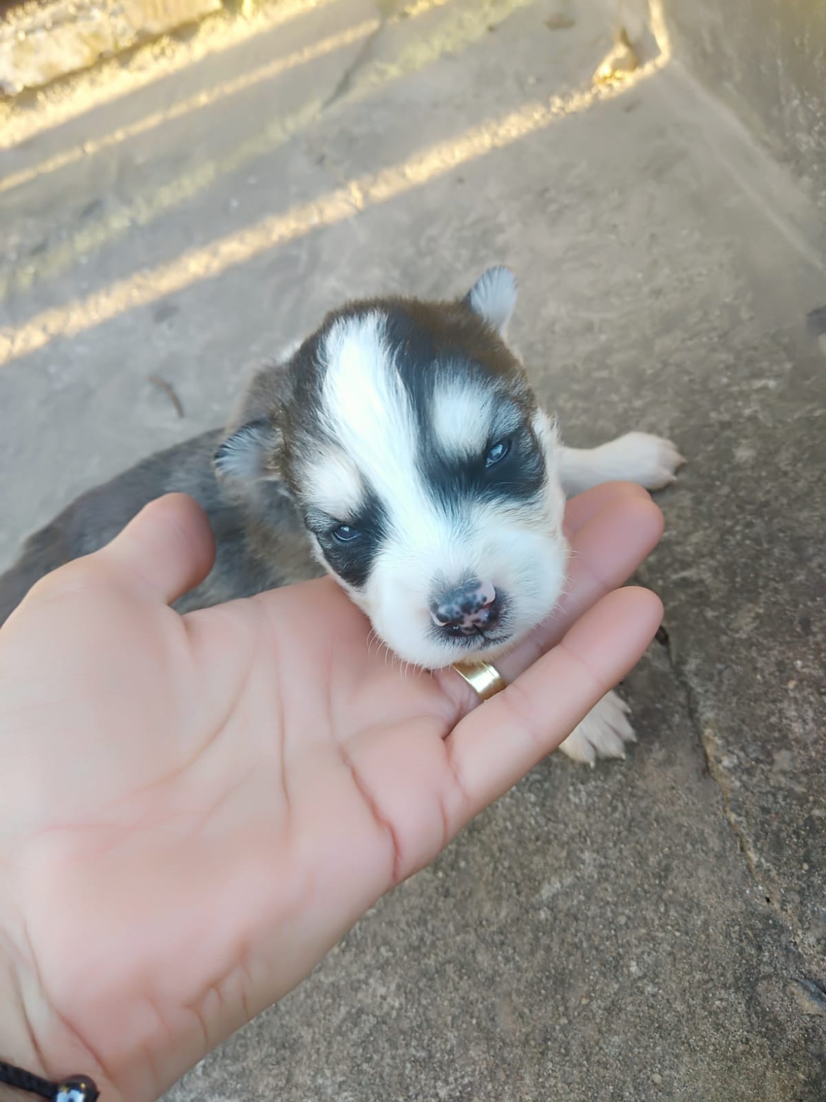 filhotes de Husky Siberiano Caeté