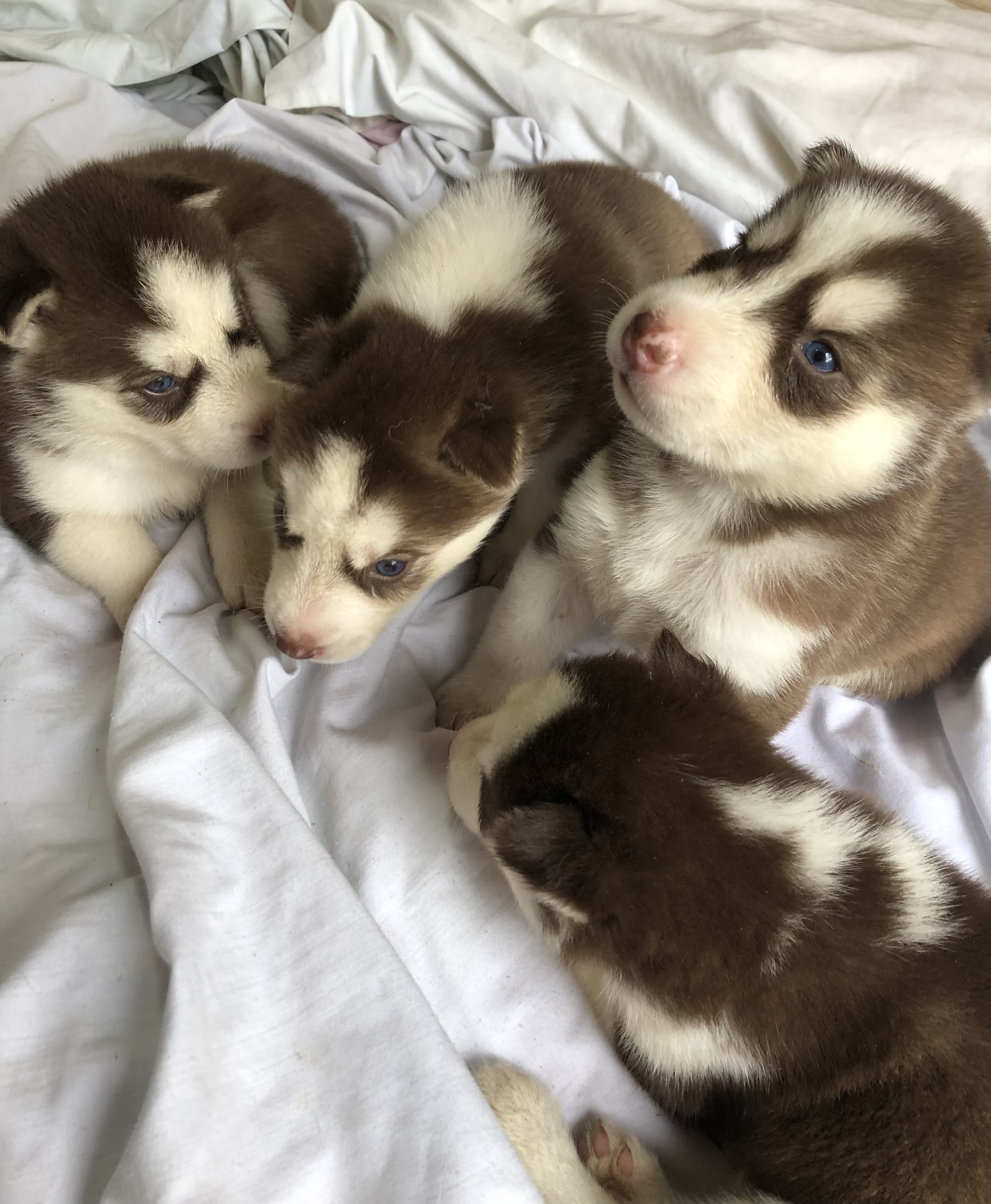 Portal Vendocão Husky siberiano  Jaraguá do Sul