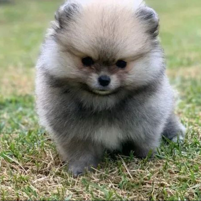 Lindos filhotes de spitz alemão anão - Foto 1