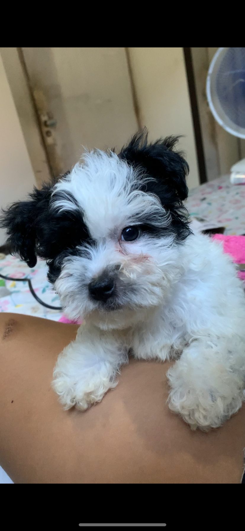 Portal Vendocão Vendo cachorro macho  Teresina 