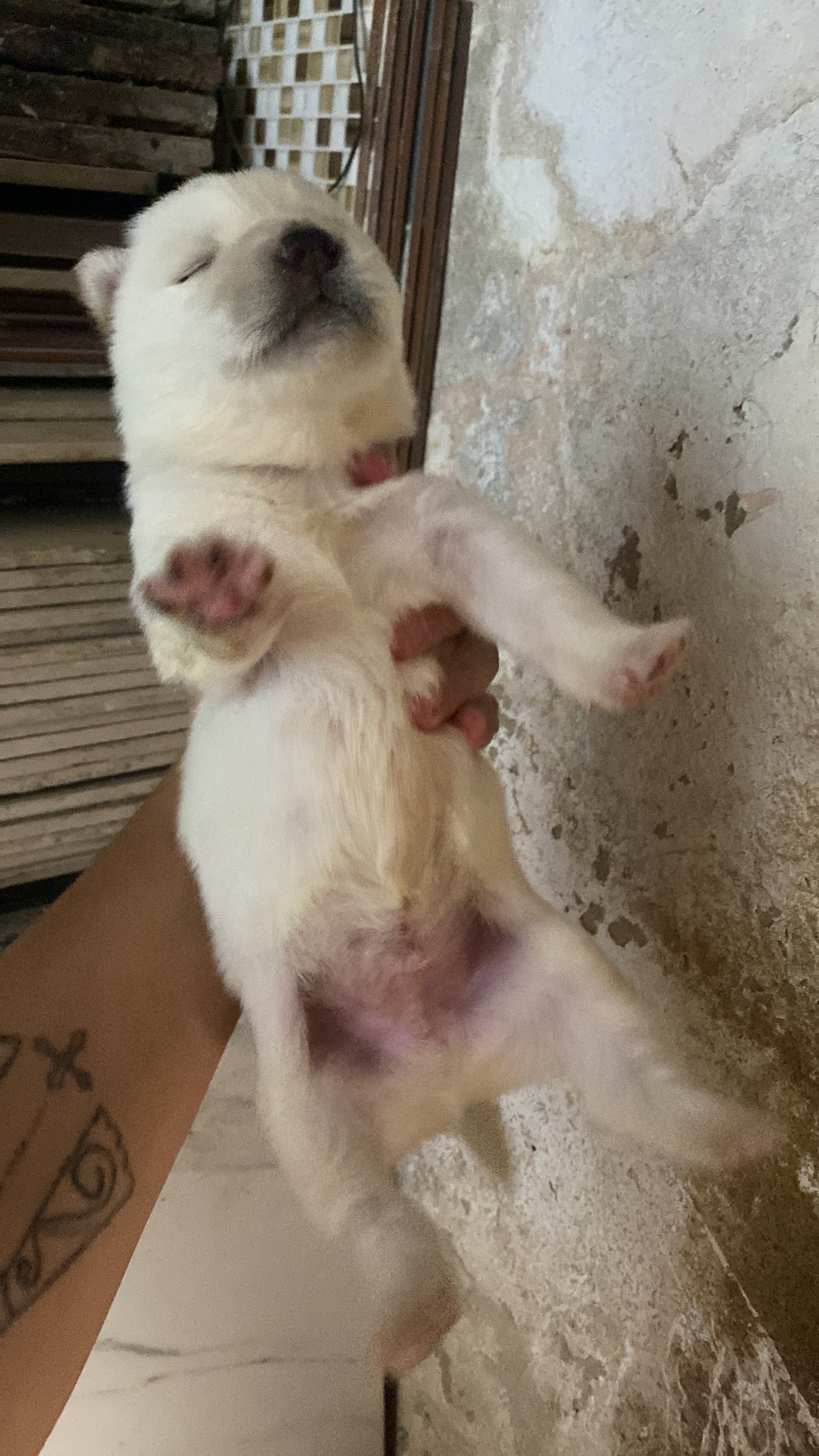 Vende-se cachorro husky siberiano quatro machos
