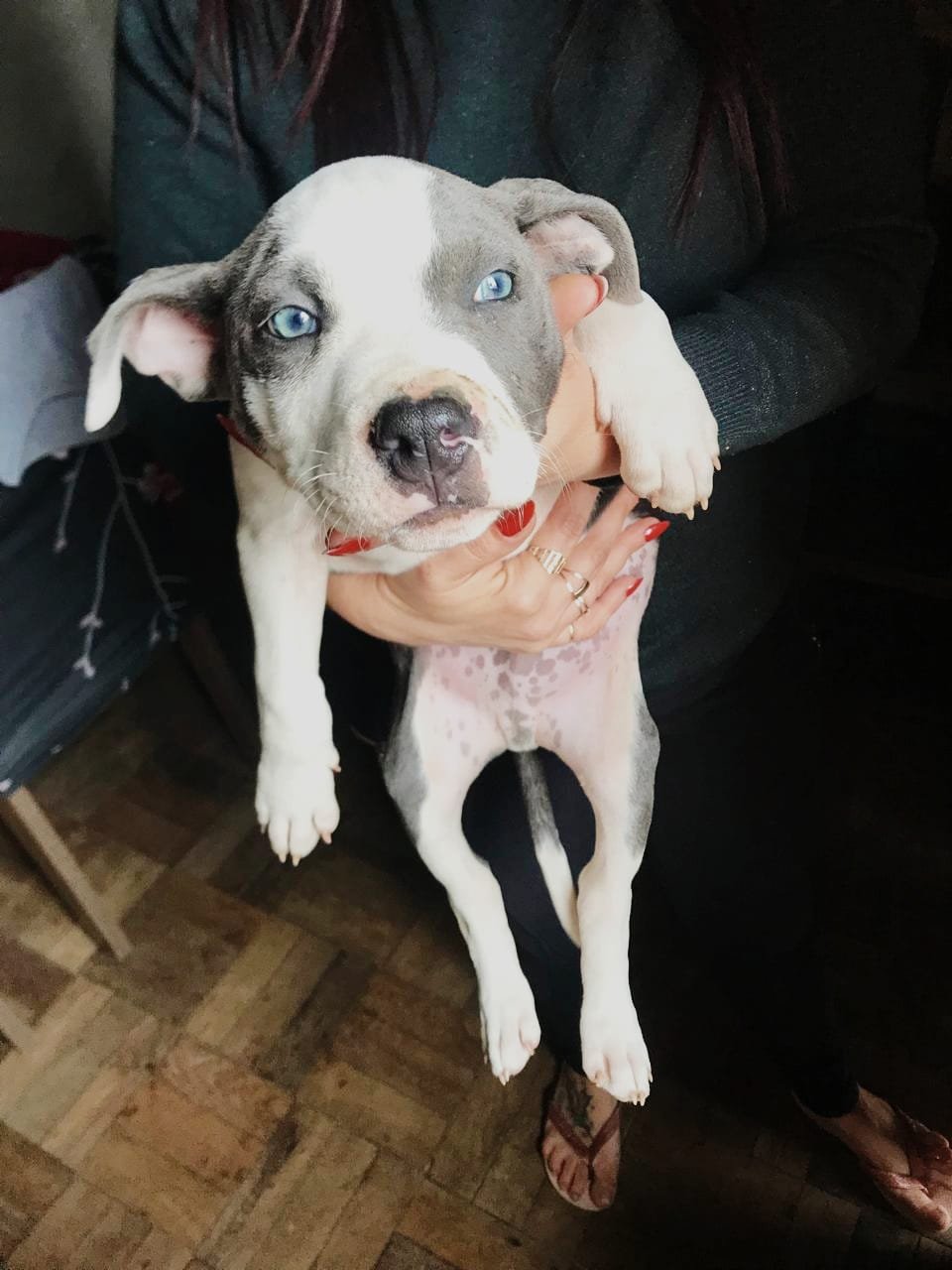 Pitbull 