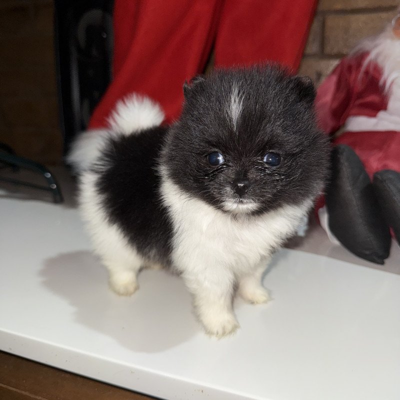 Filhote de Lulu da pomerania macho