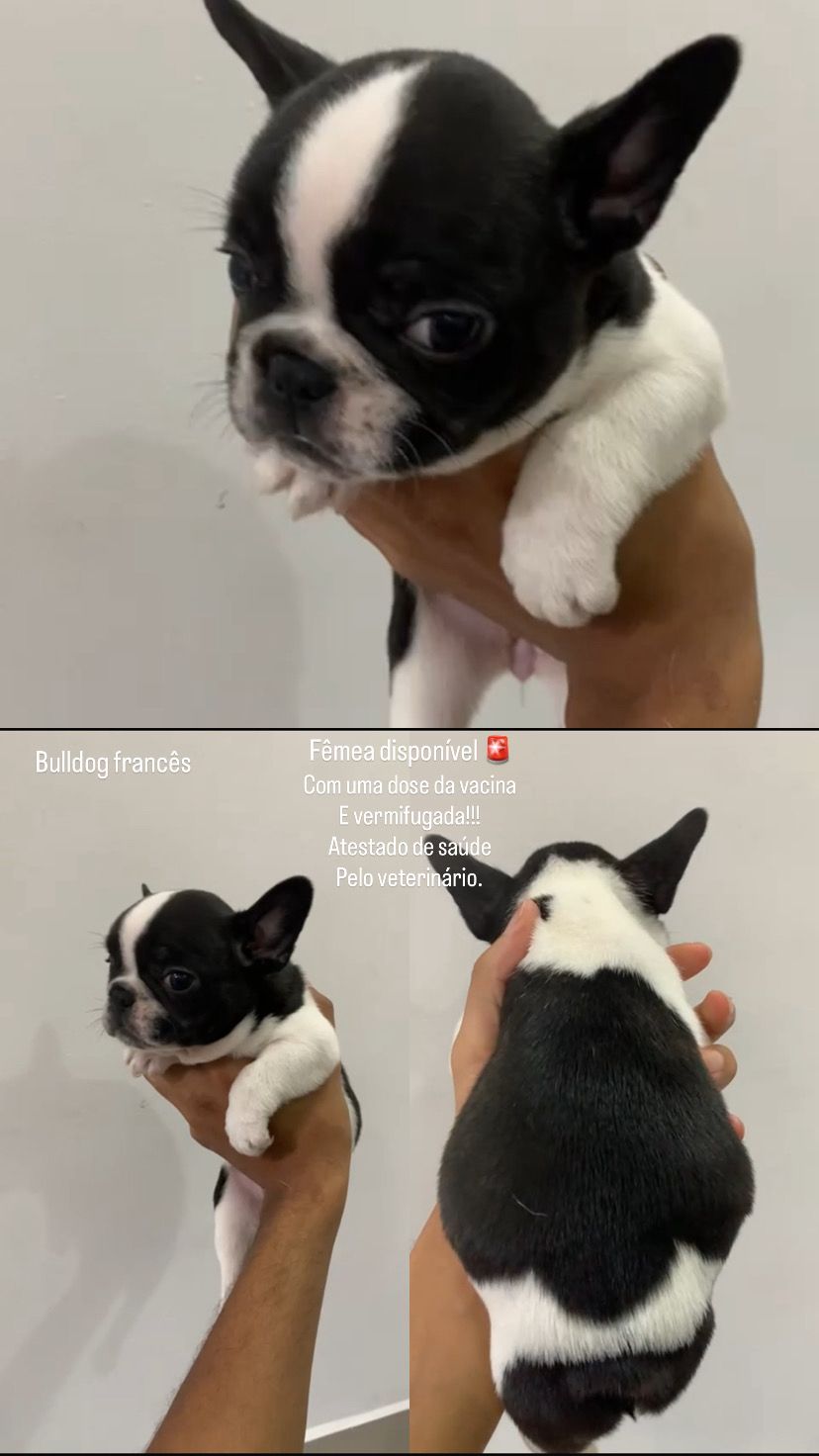 Portal Vendocão Bulldog francês São Paulo