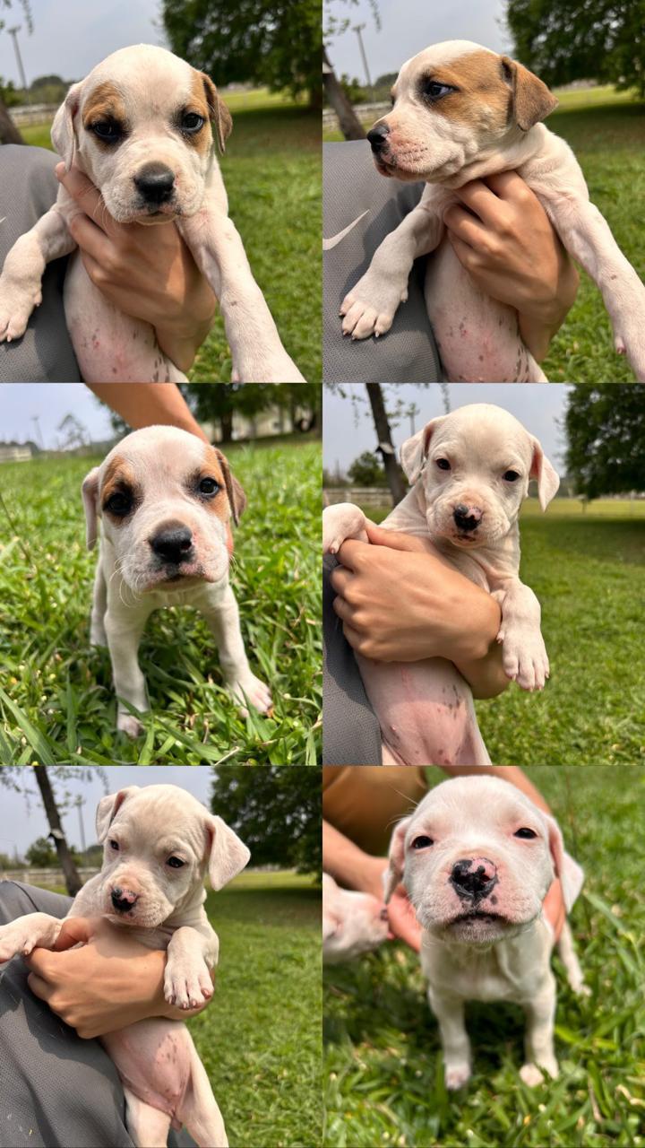 Portal Vendocão FILHOTES DE PITBULL PURO Ponta Grossa 