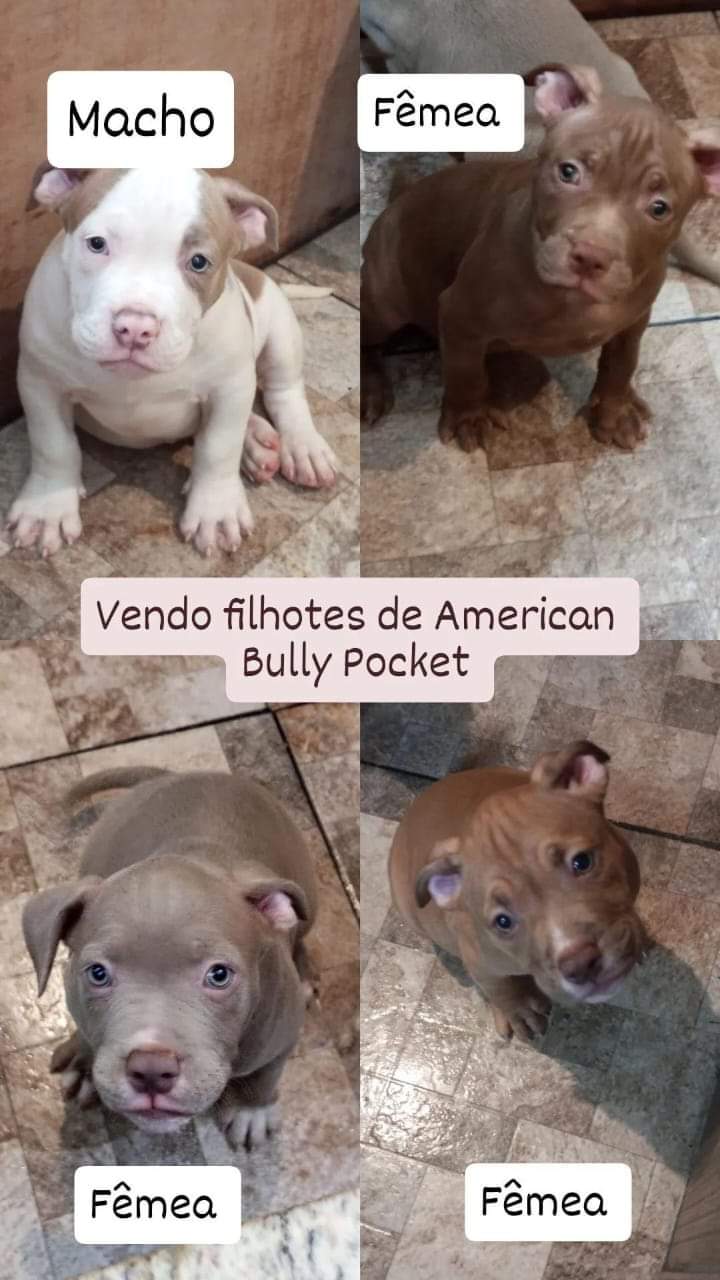 Portal Vendocão Vendo filhotes American Bully pocket Rio de Janeiro