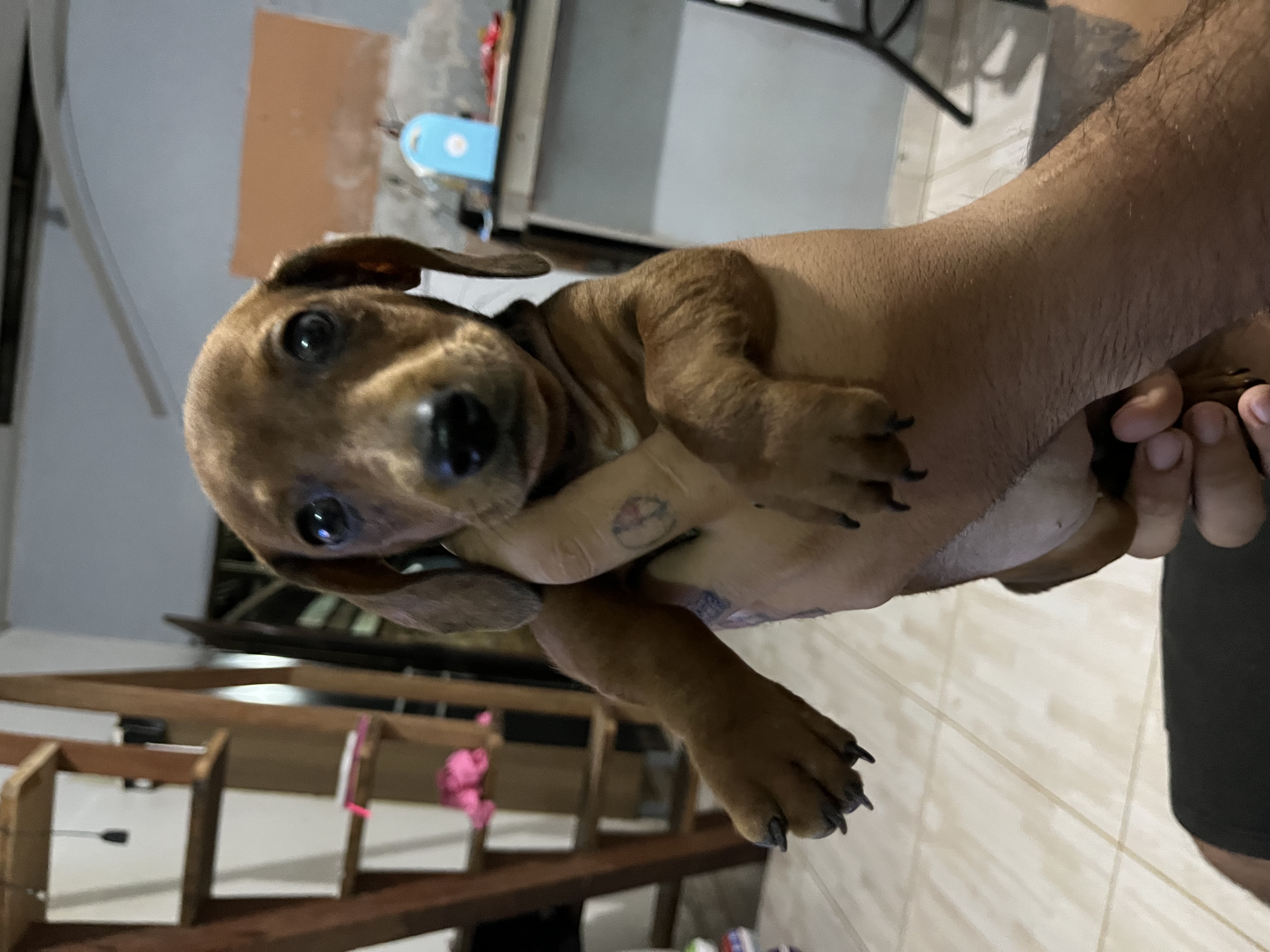 Portal Vendocão Filhote de Dachshund  Belém 