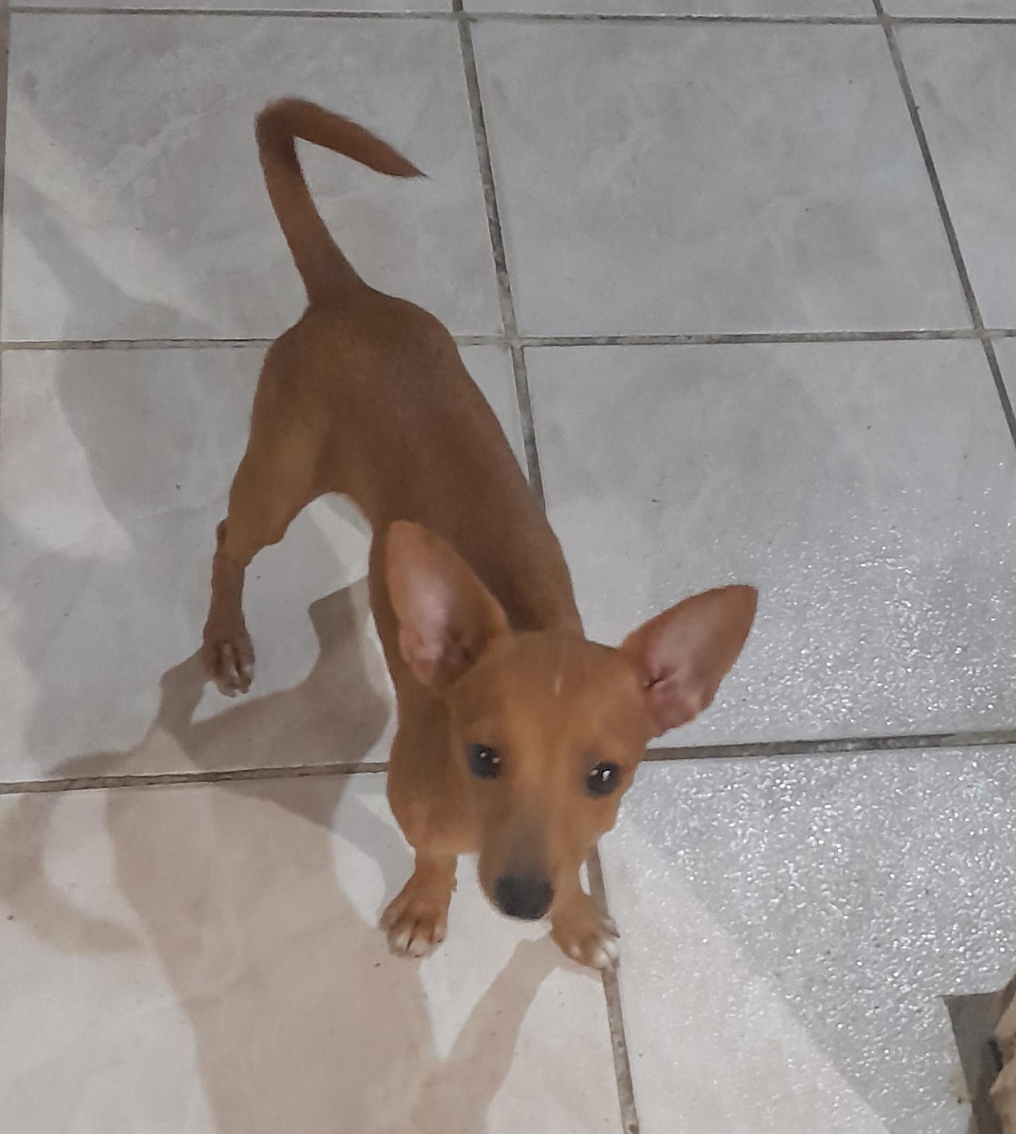 Portal Vendocão Vende-se uma pinche fêmea número 1 Olinda