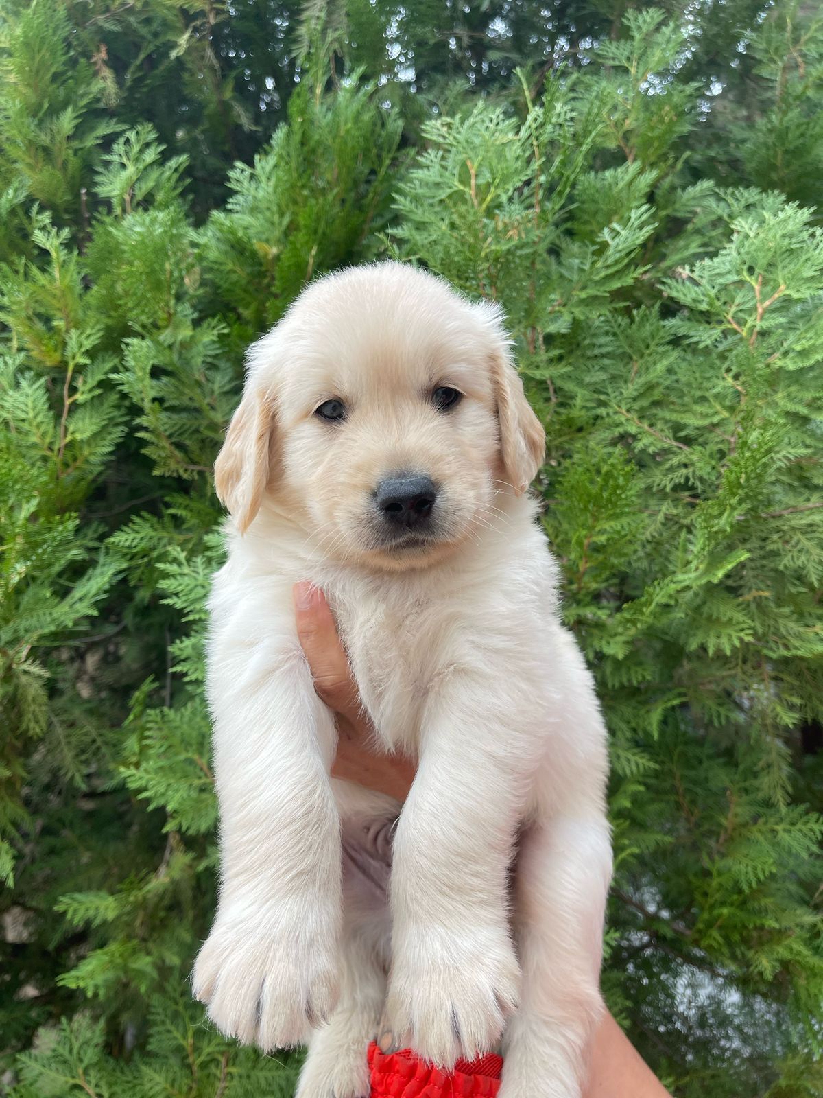Portal Vendocão FILHOTES GOLDEN RETRIEVER  Juiz de Fora