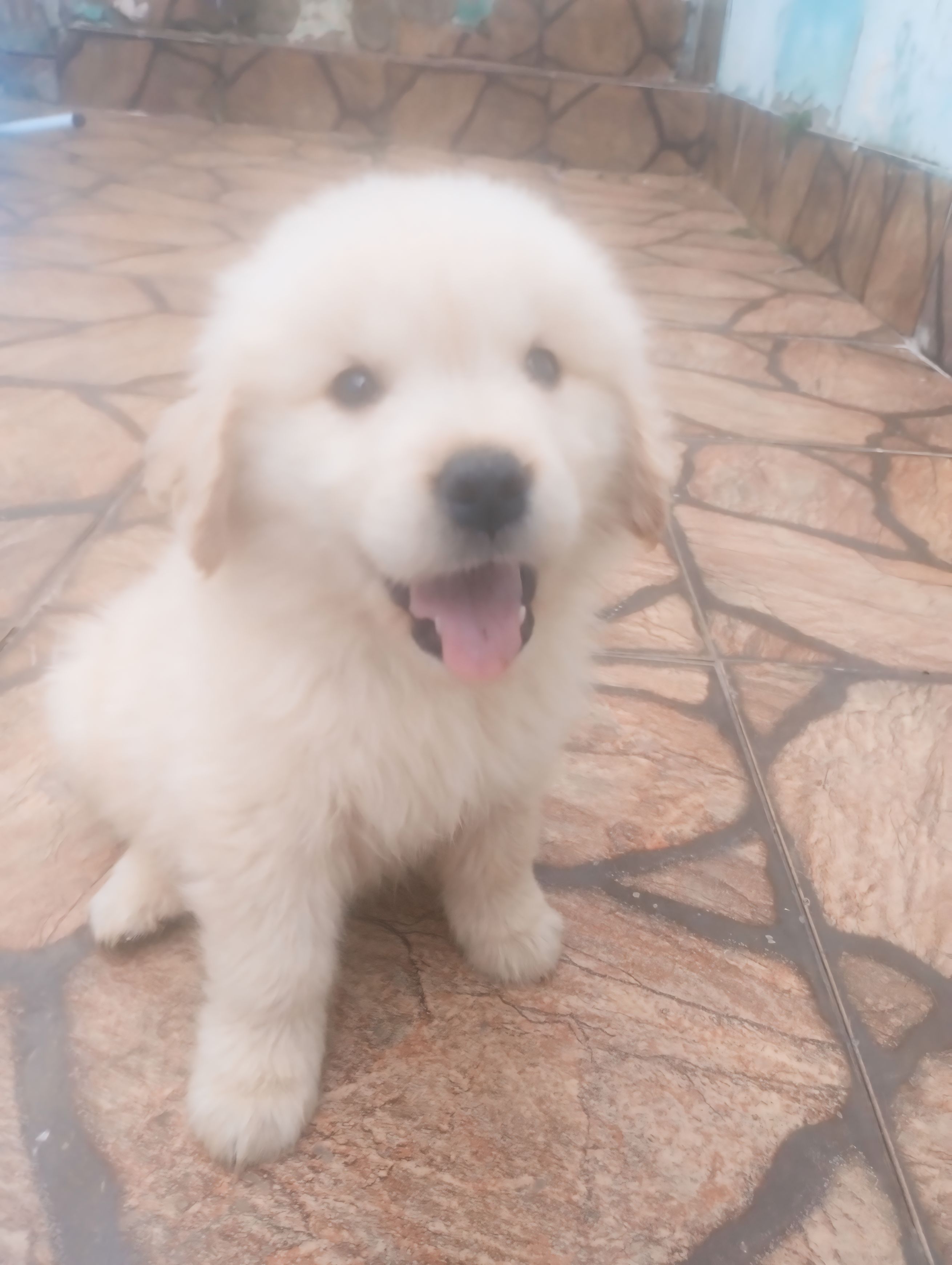 Portal Vendocão Filhote Golden Retriever fêmea  Porto Alegre