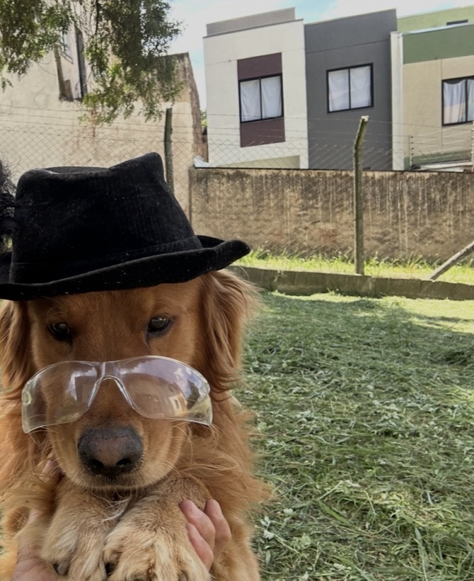 Filhotes de Golden Retriever - Foto 3