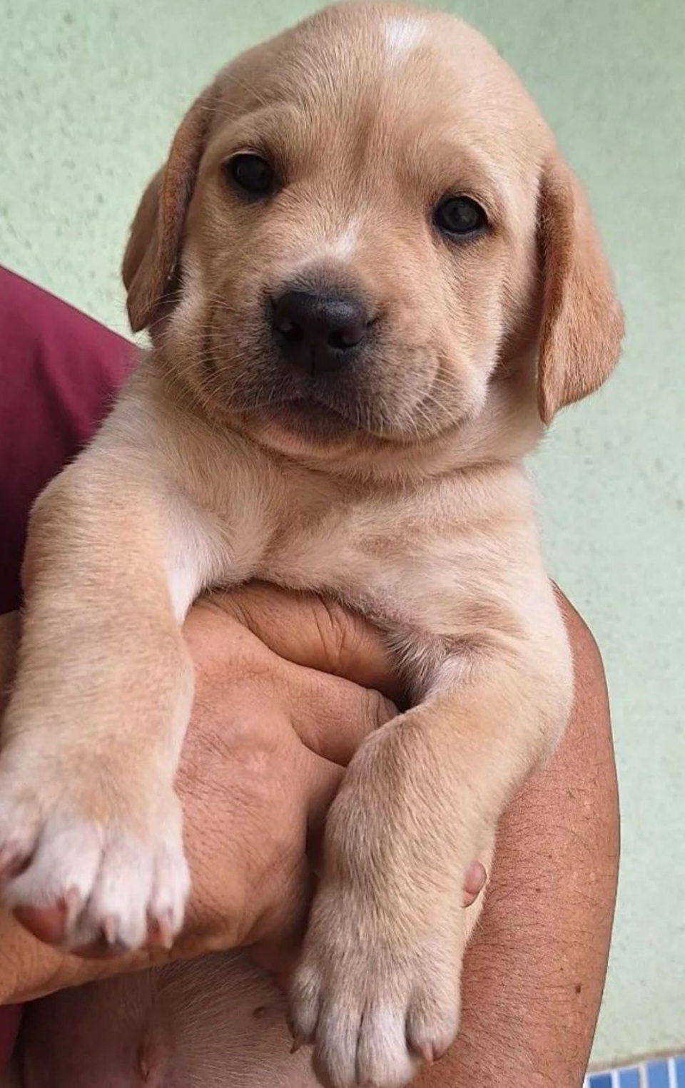 Portal Vendocão Labrador 45 dias Trindade