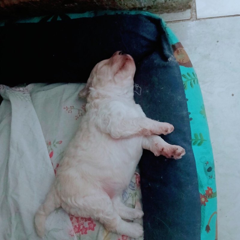 Vendo um Podlee toy femia
