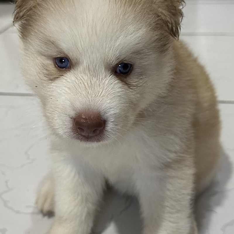 FILHOTES DE HUSKY SIBERIANO MACHOS - Foto 2