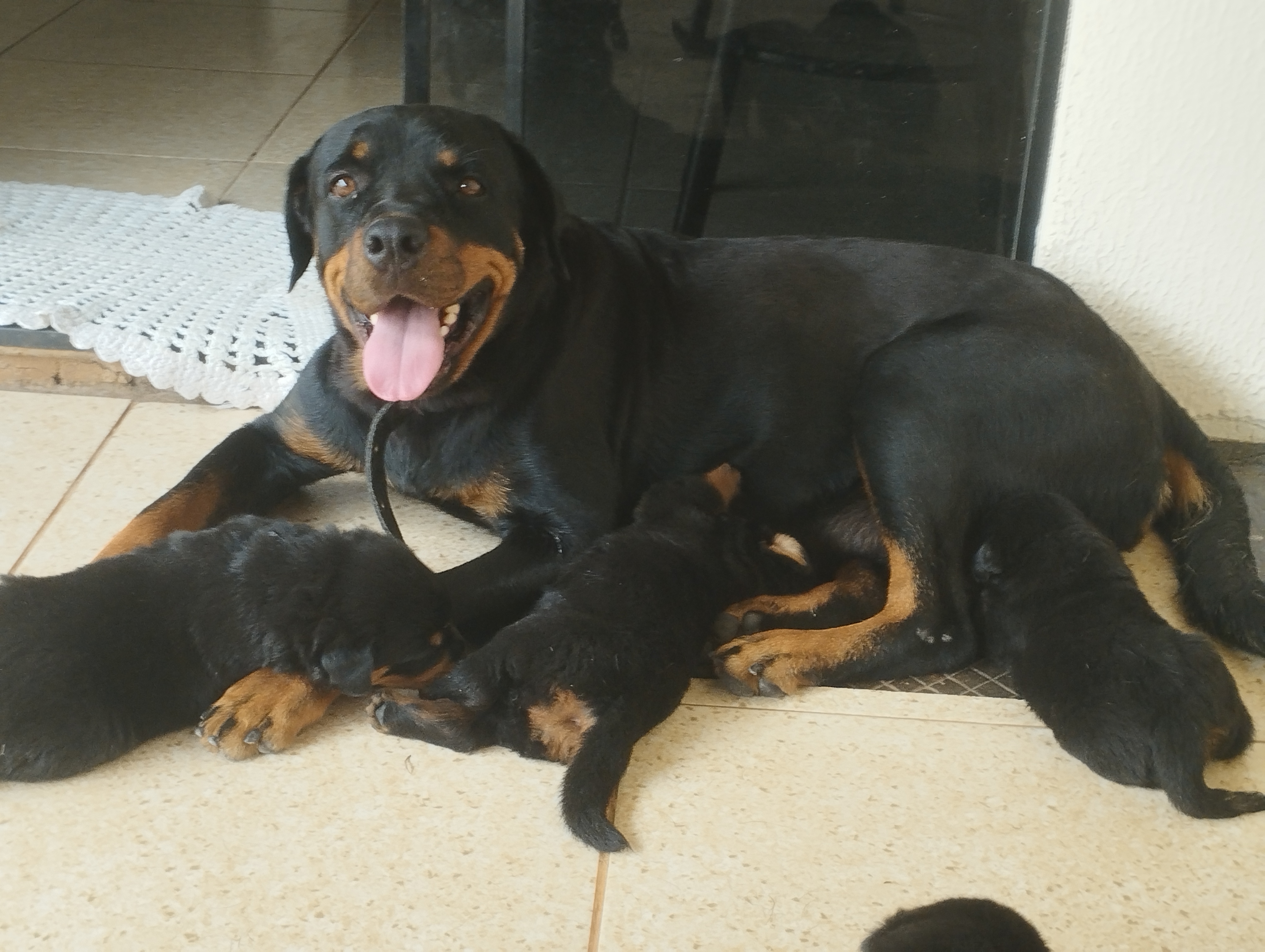 Portal Vendocão Filhotes de rottweiler  Goiânia 