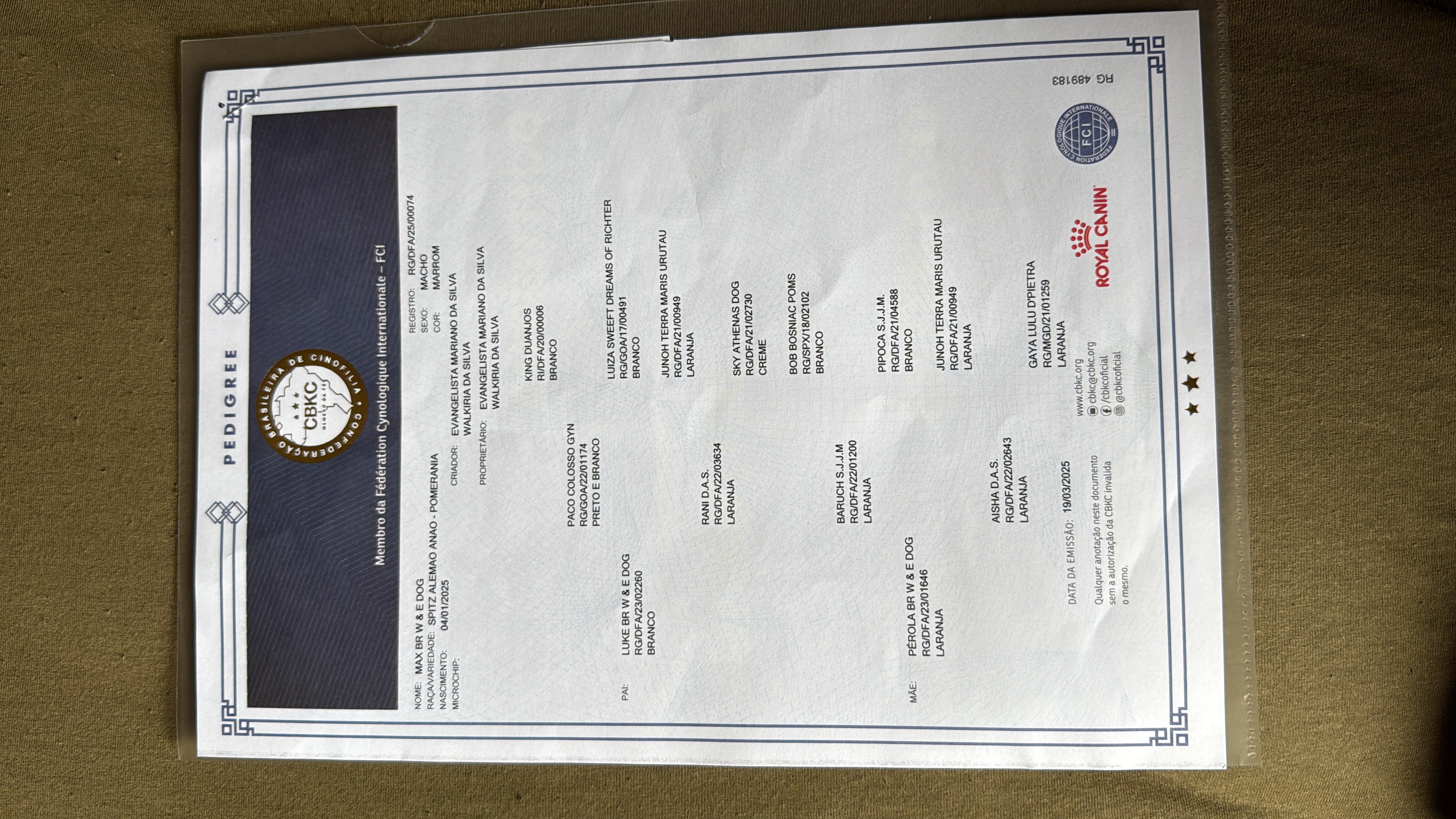 Portal Vendocão Spitz alemão Anão - LULU Brasilia 