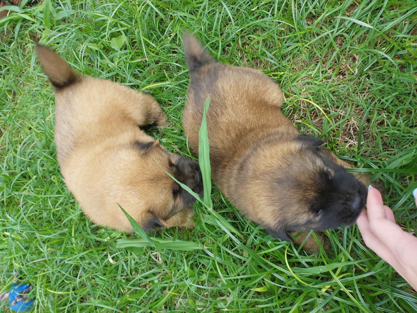 Chow Chow - Foto 2