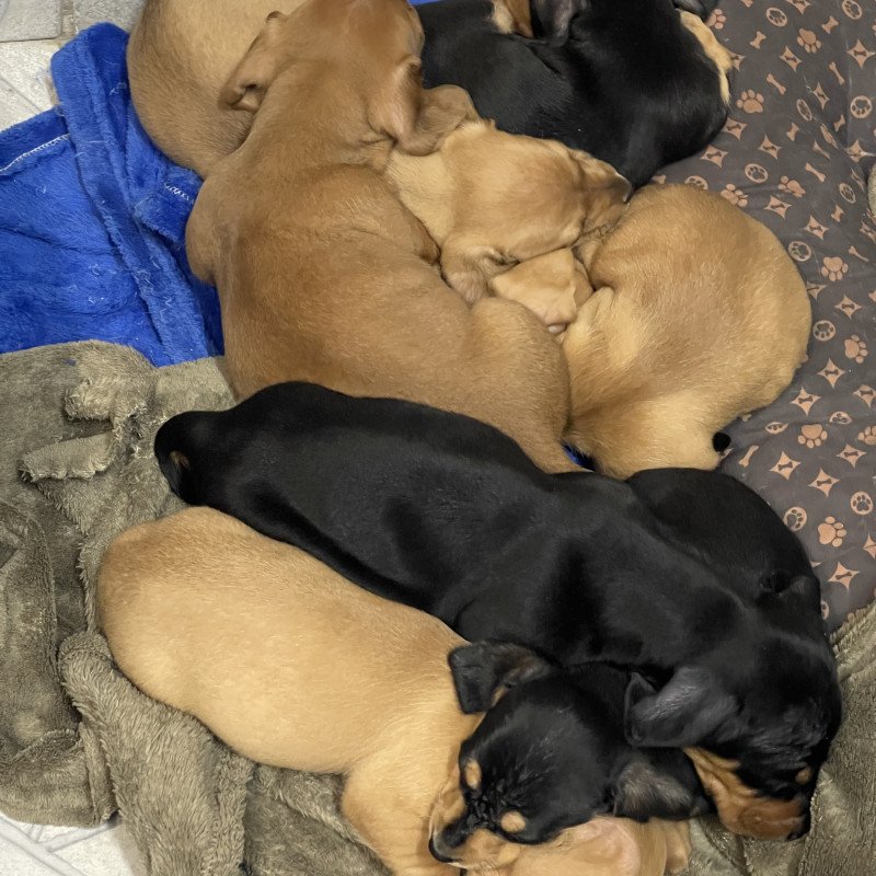 Lindos filhotes de Salsicha (Dachshund)
