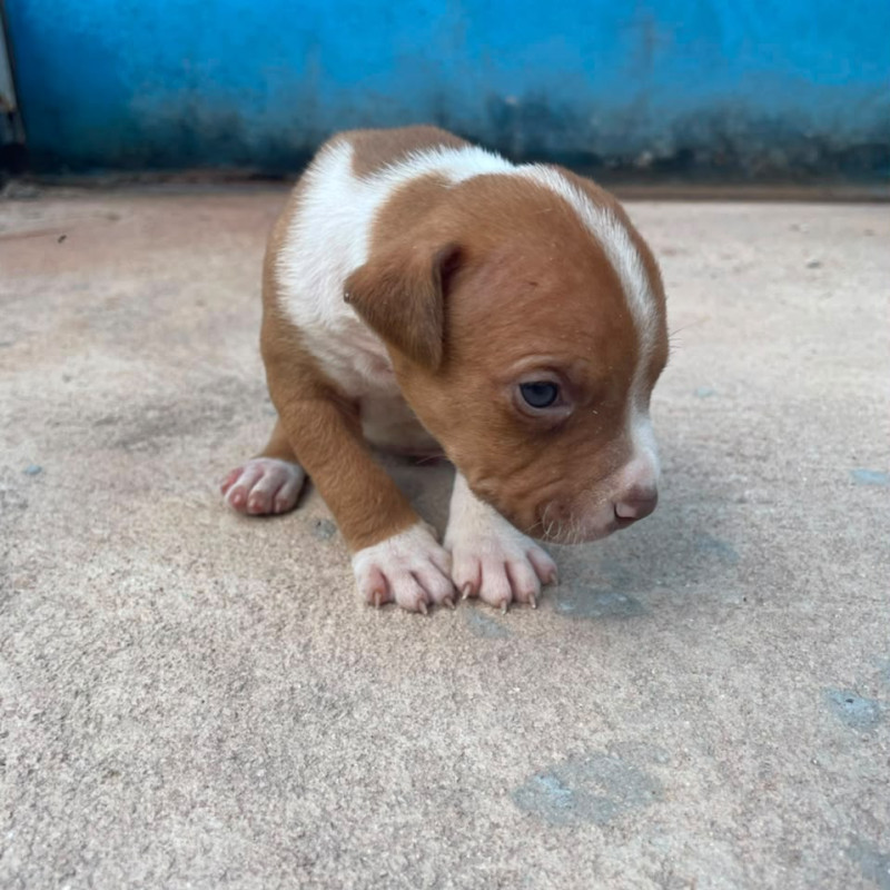 Filhotes de American Staffordshire (amstaff) - Foto 3