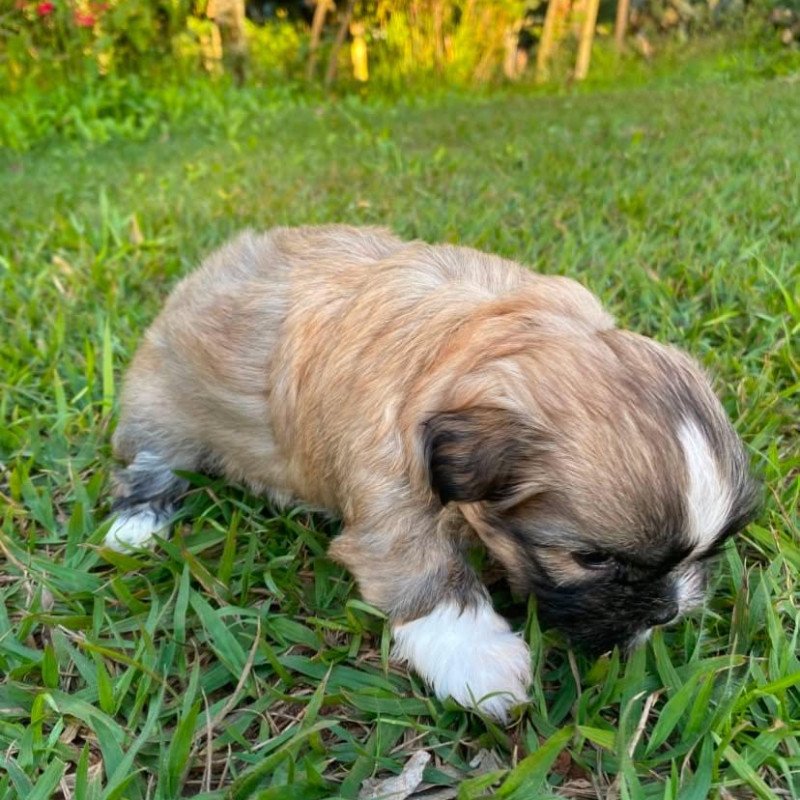 Lhasa Apso Fêmea filhote
