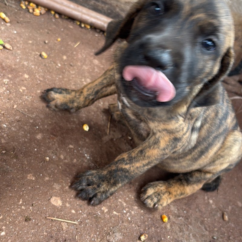 Filhotes de fila brasileiro, 5 fêmeas .